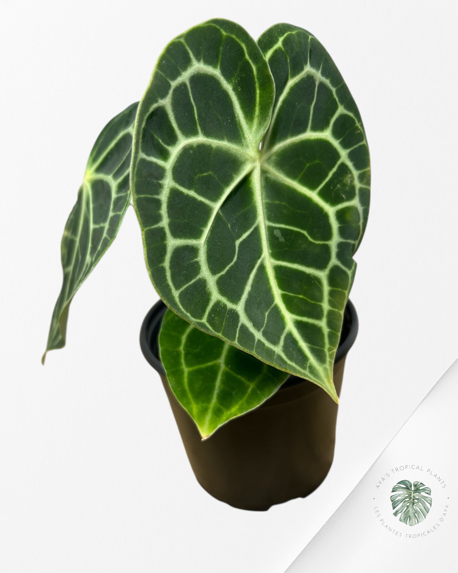 Anthurium Clarinervium KING - 93