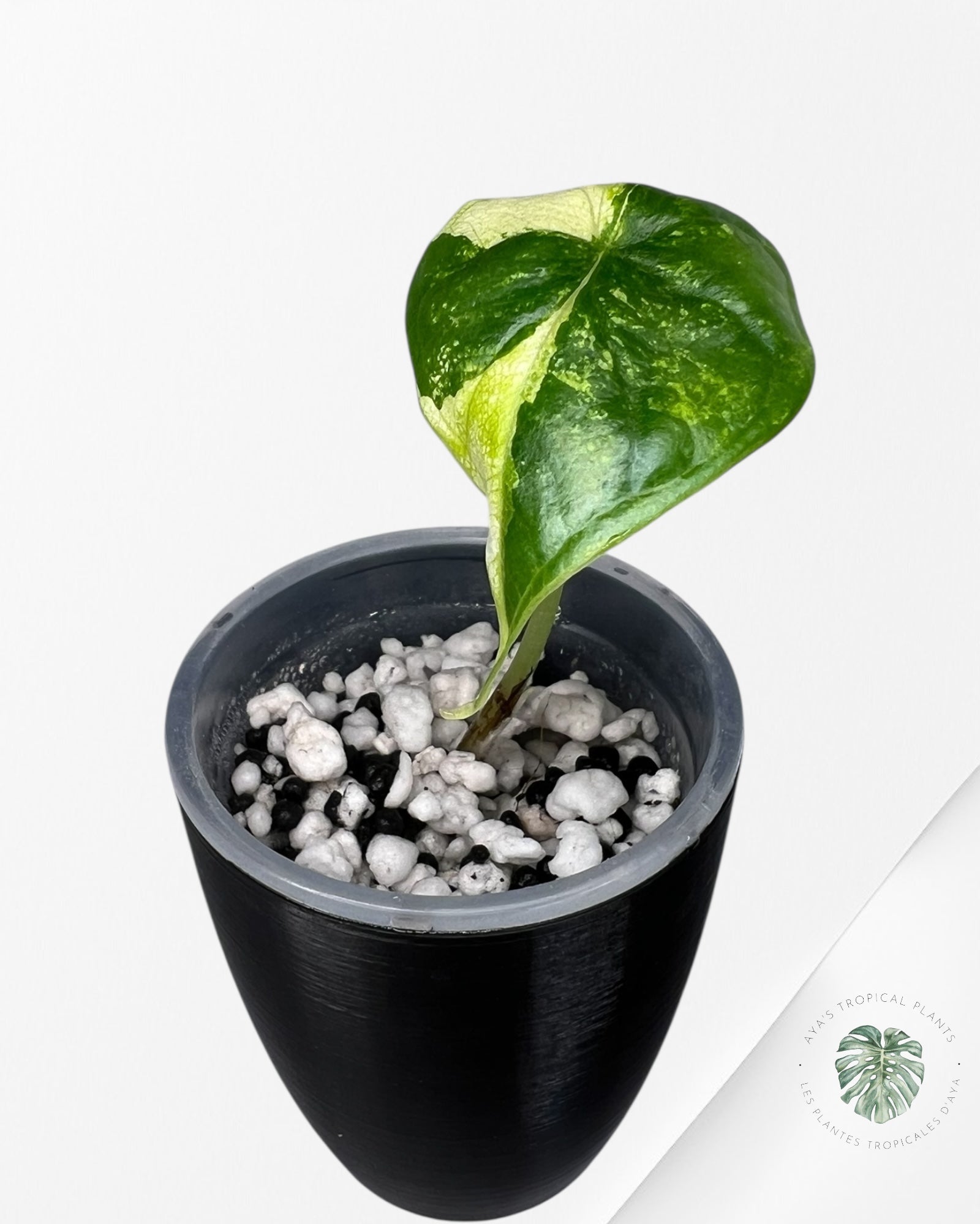 Alocasia Dragon Scale Aurea Variegated