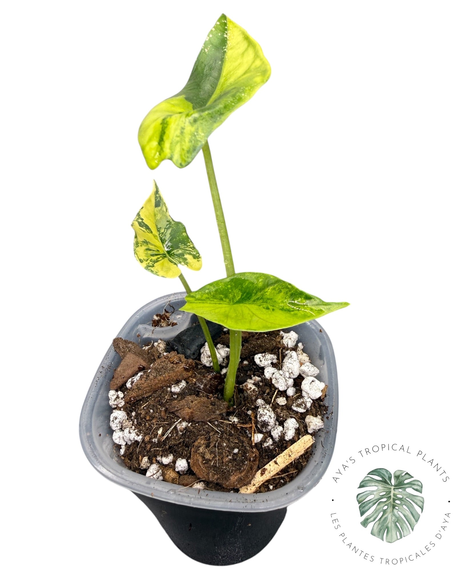 Alocasia Scalprum Aurea Variegated
