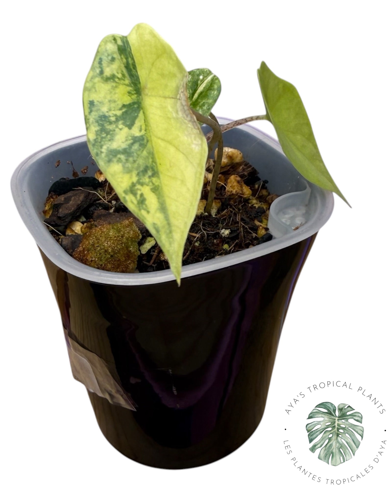 Alocasia Heterophylla Metallic  Blue Aurea Variegated