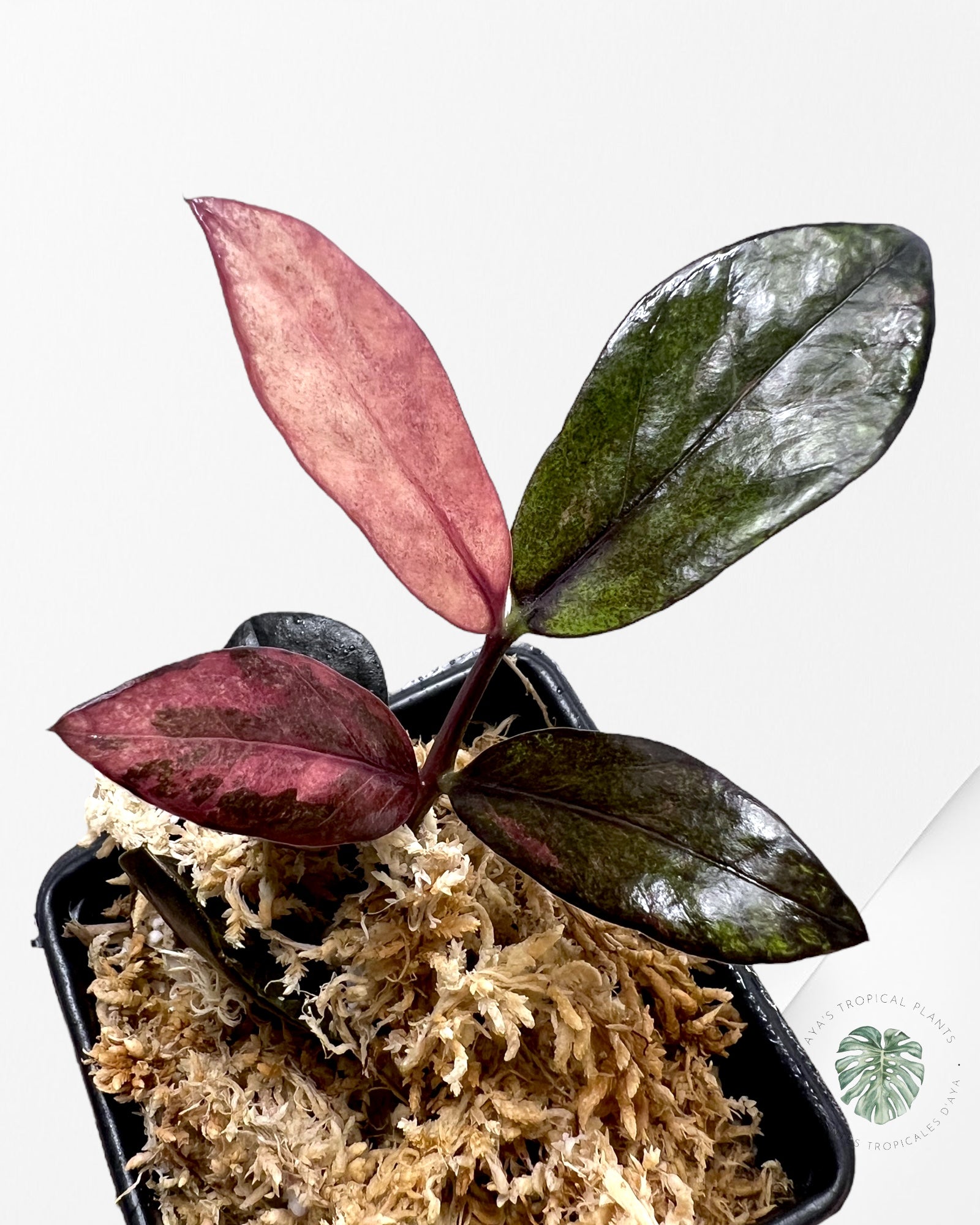 Zamioculcas Raven ZZ Pink Variegated-JA3