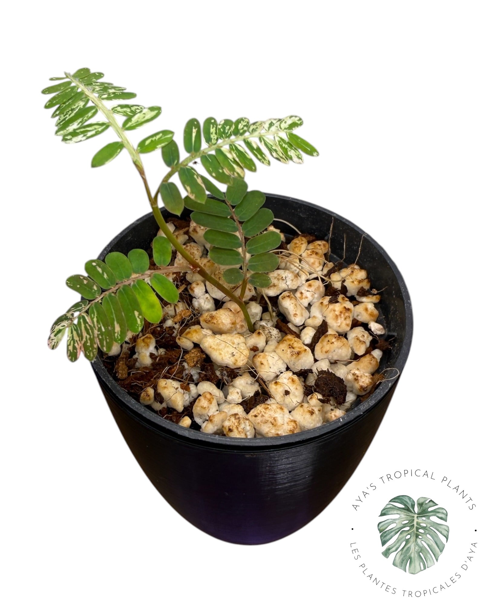 Phyllanthus urinaria 'Pink Variegated