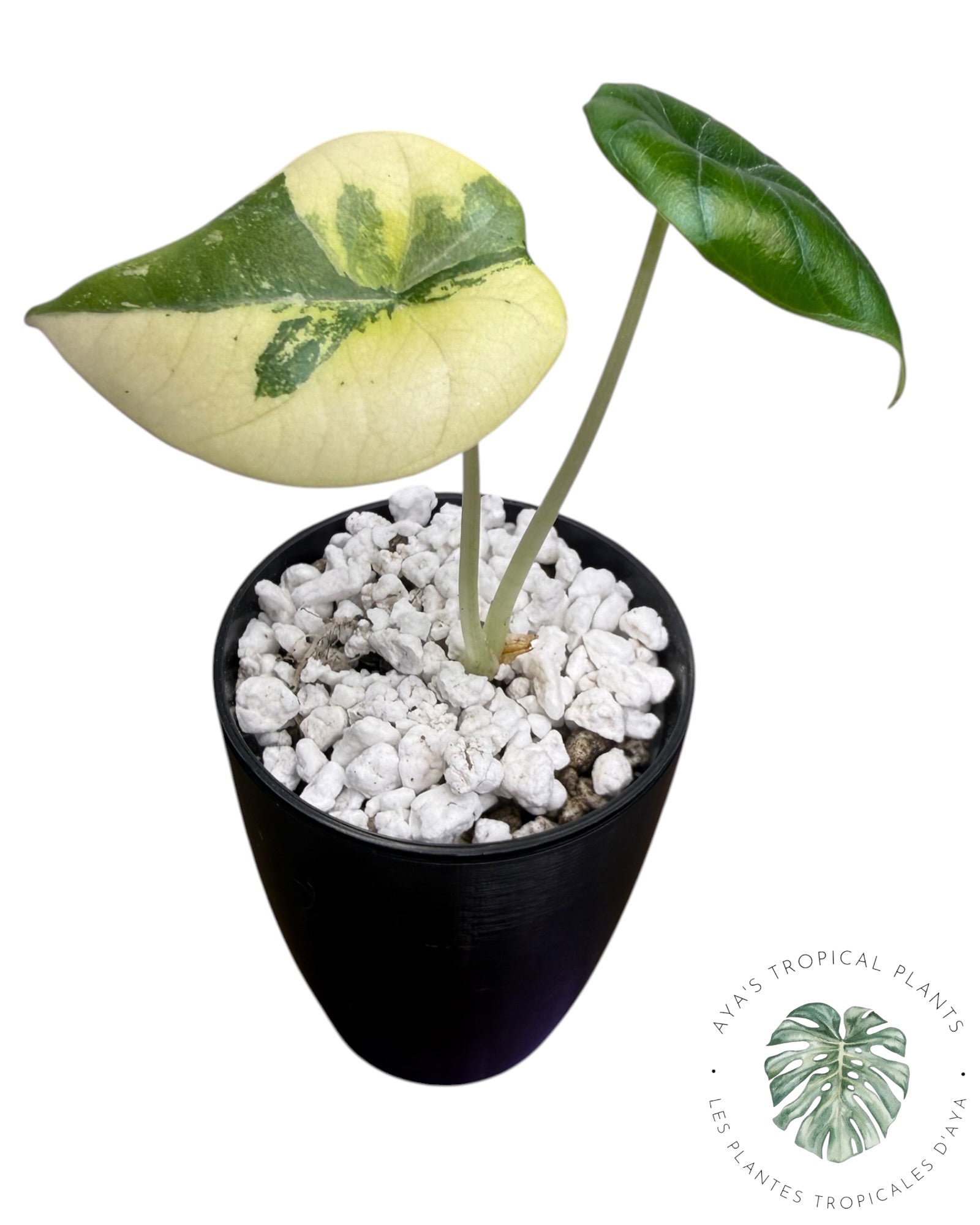 Alocasia Maharani Golden Lime