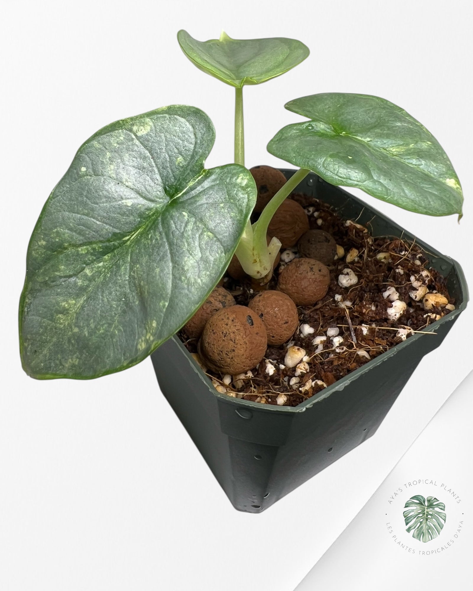 Alocasia Silver Dragon Variegated Aurea -WW
