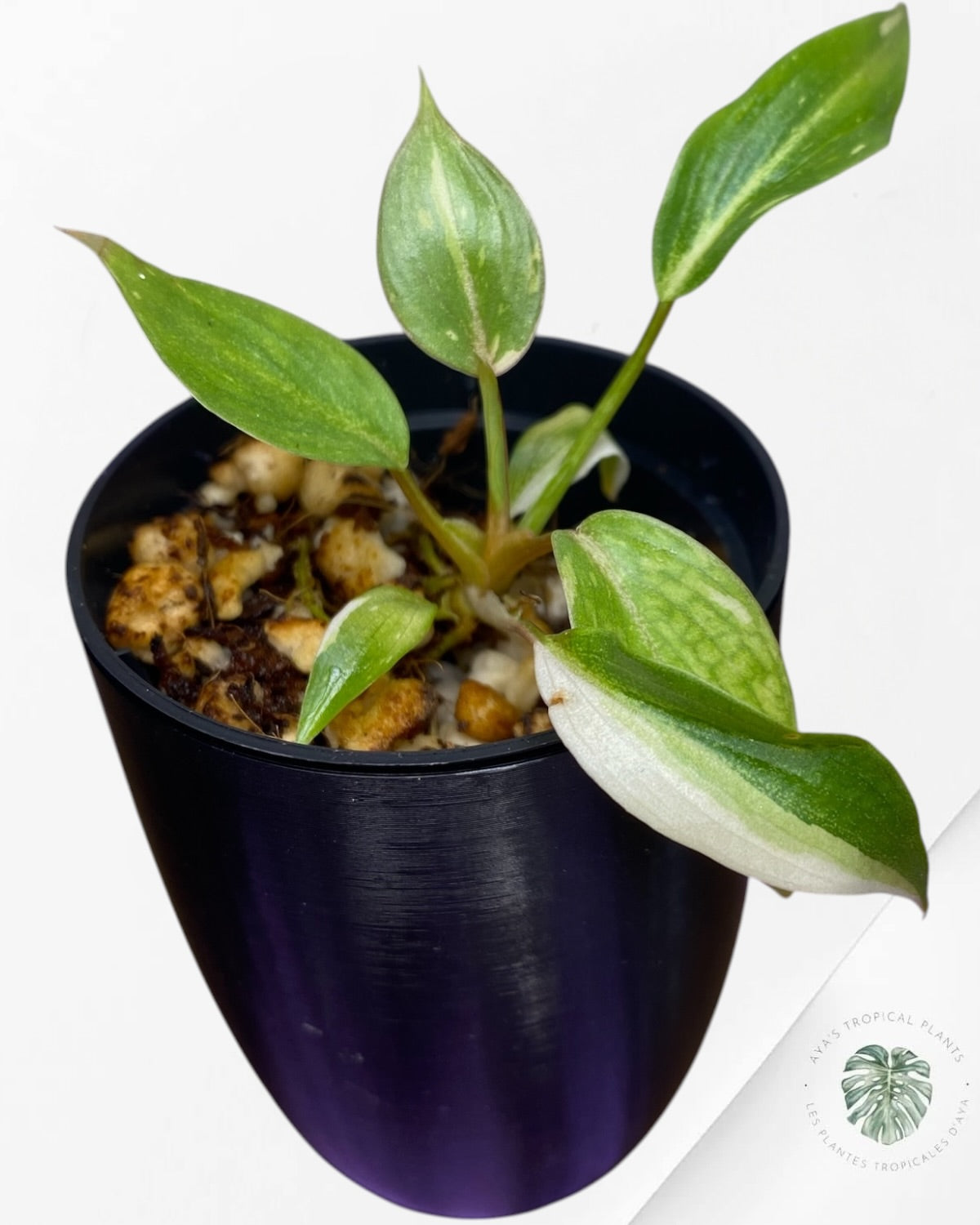 Philodendron Gloriosum Tricolor Variegated