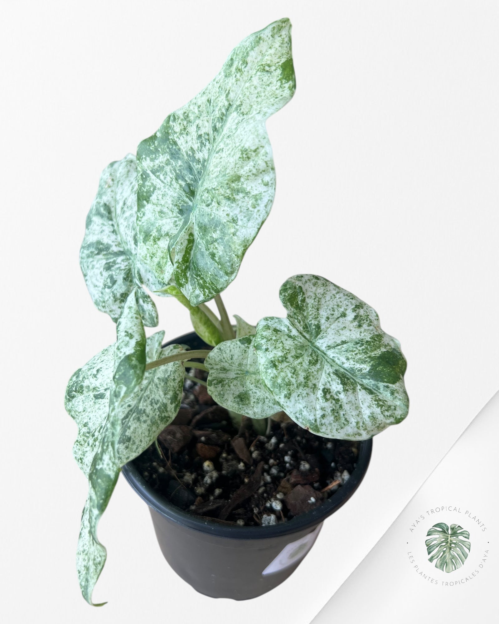 Alocasia macrorrhiza 'Camouflage'-F