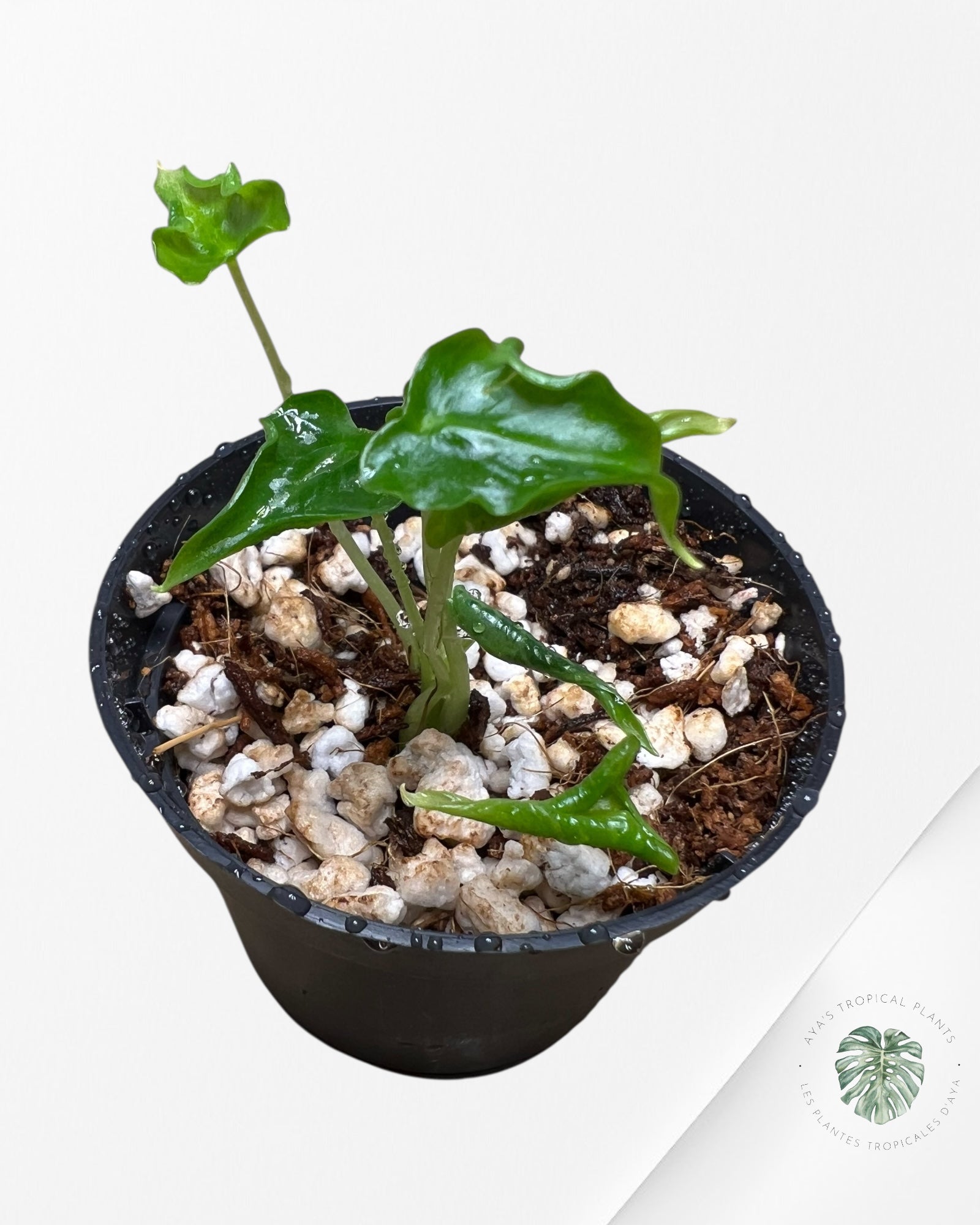 Alocasia Frydek ‘Tattoo’ - AF03