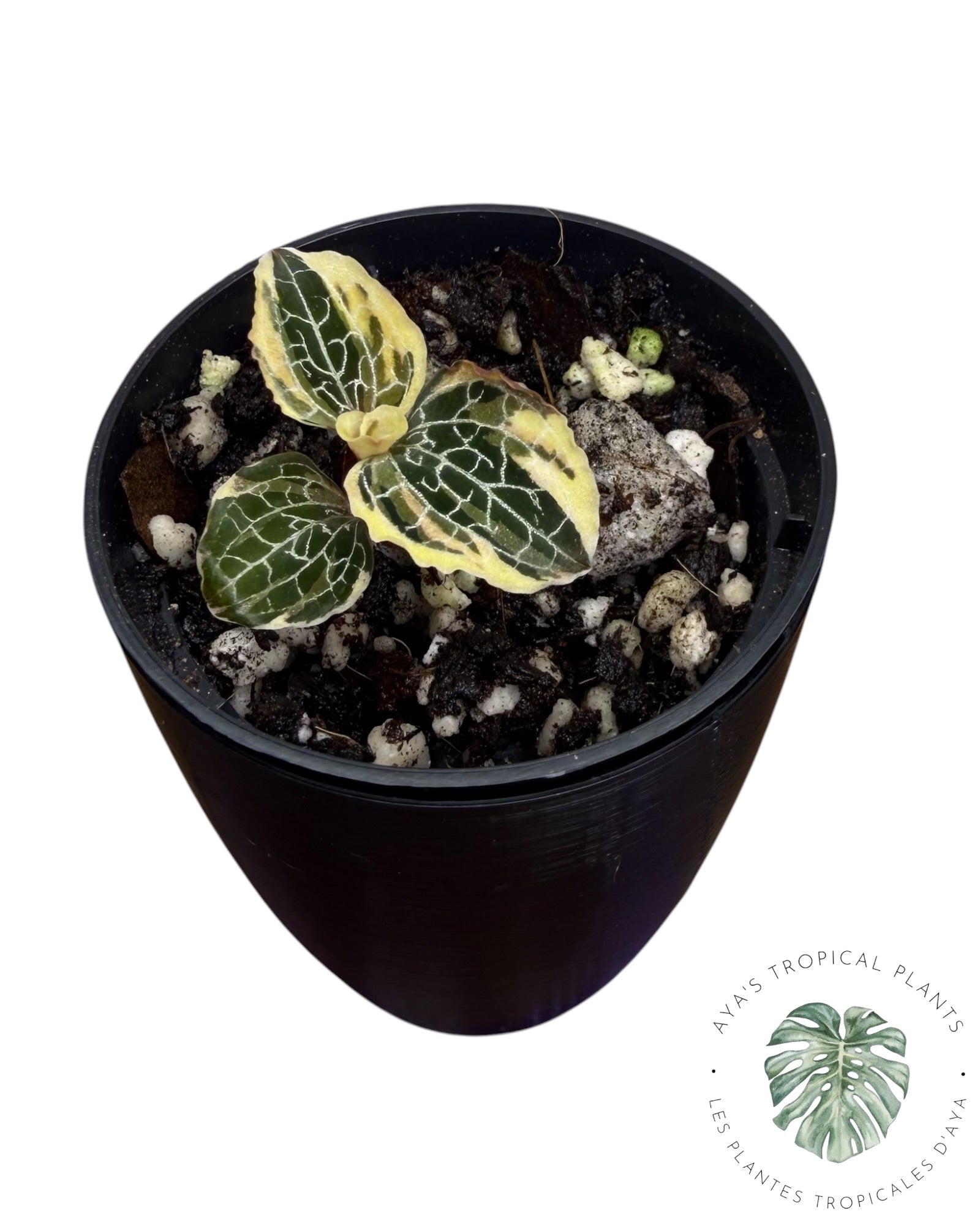 Anoectochilus Silver Silk
