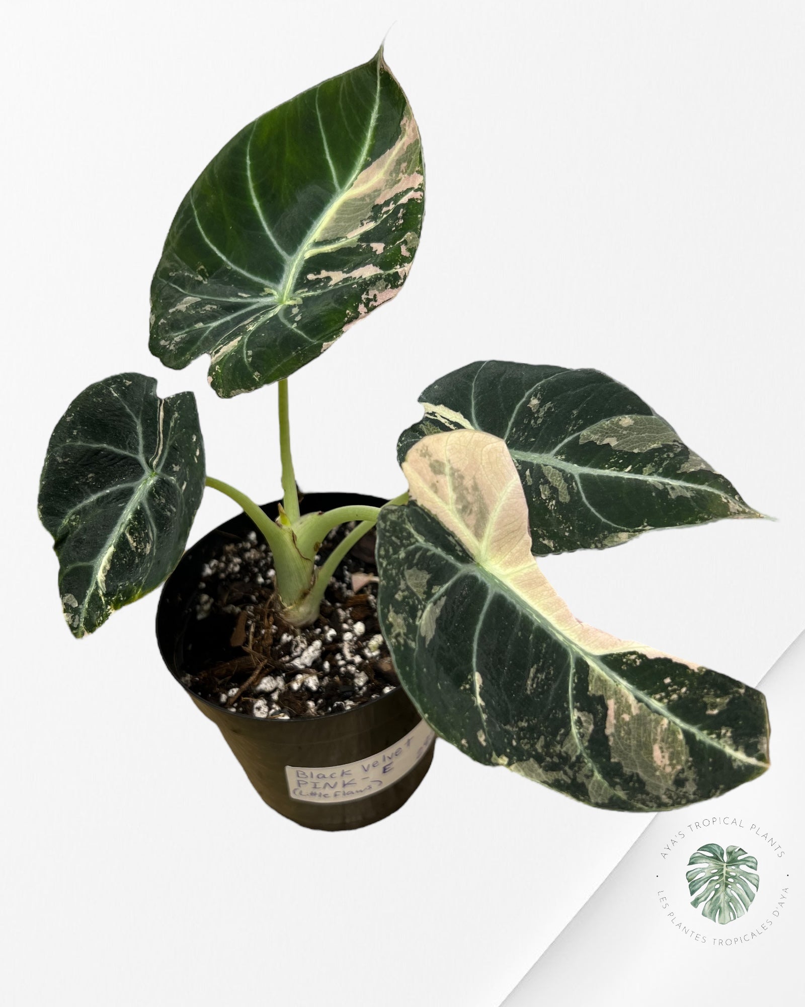 Alocasia Black Velvet Rose-E