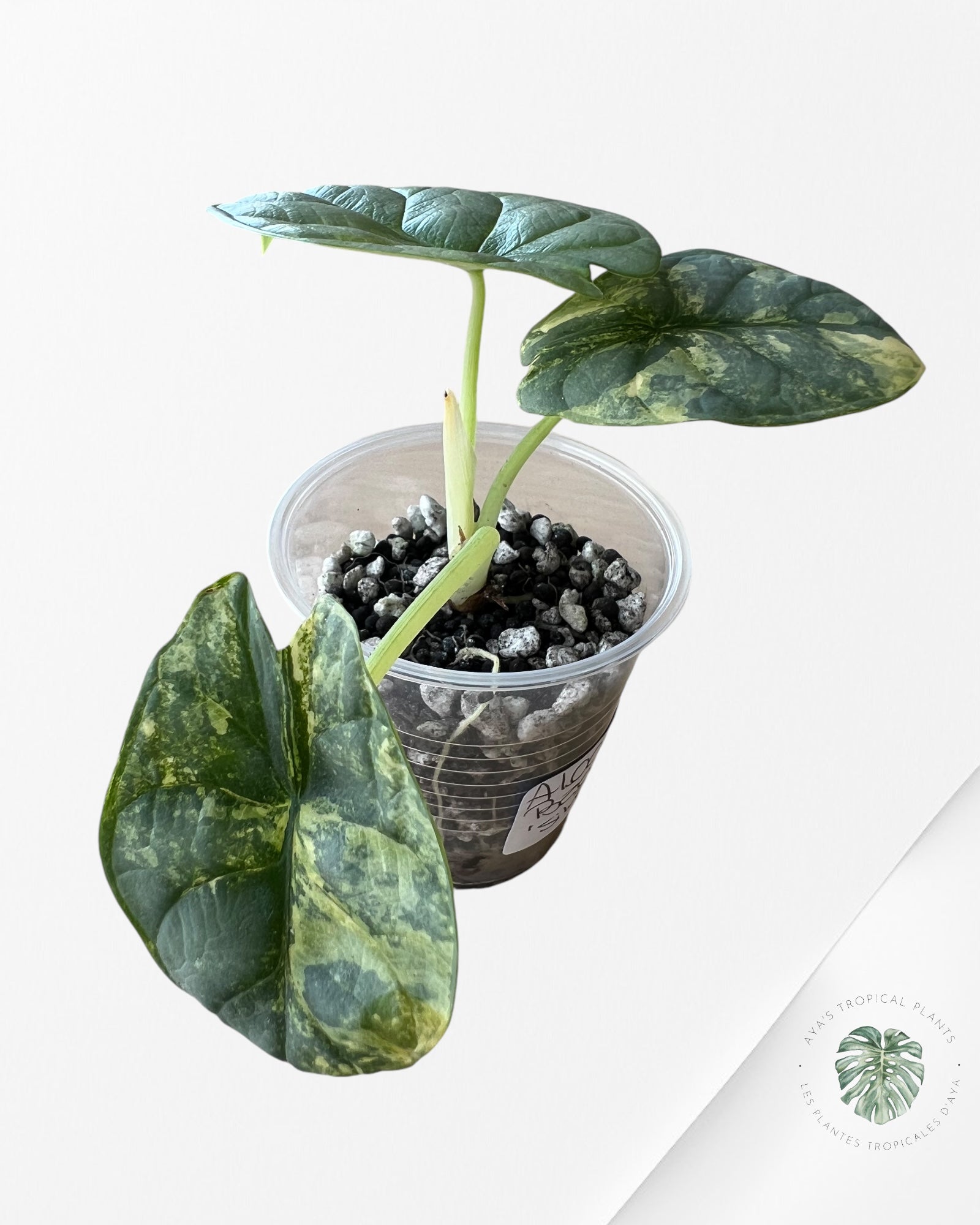 Alocasia Baginda 'Silver Dragon' variegated