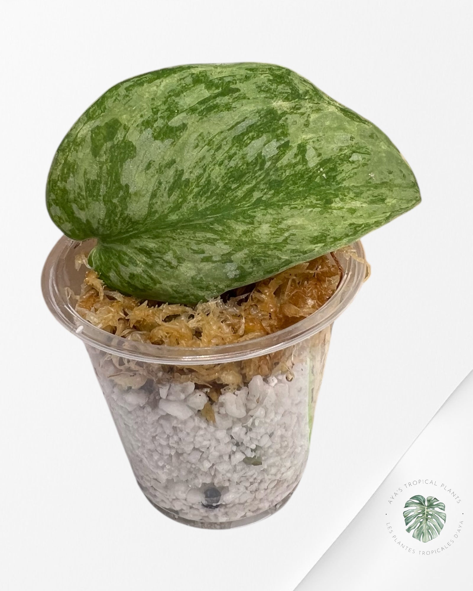 Scindapsus Lichemint - SA01