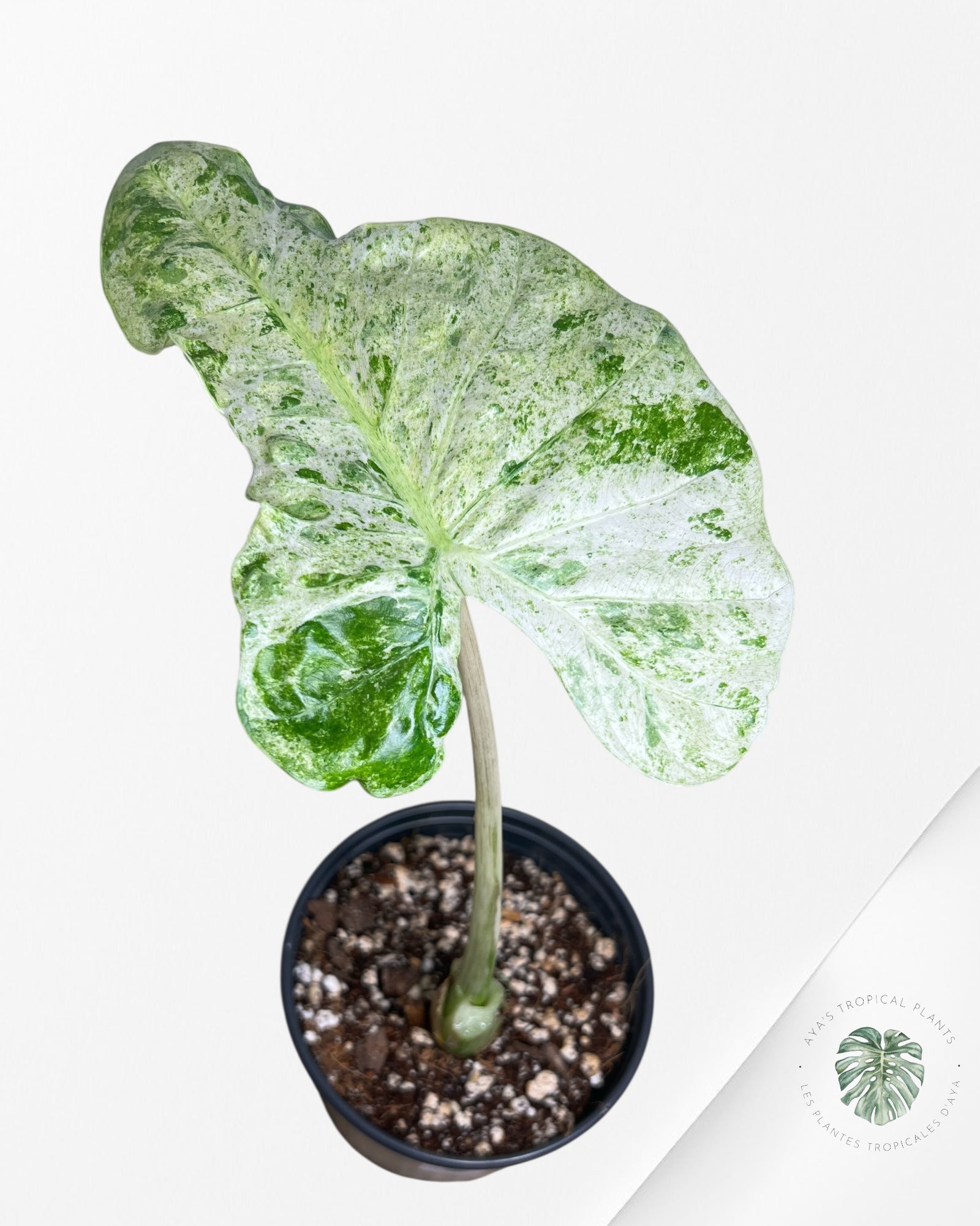 Alocasia Macrorrhiza Splash -SPF