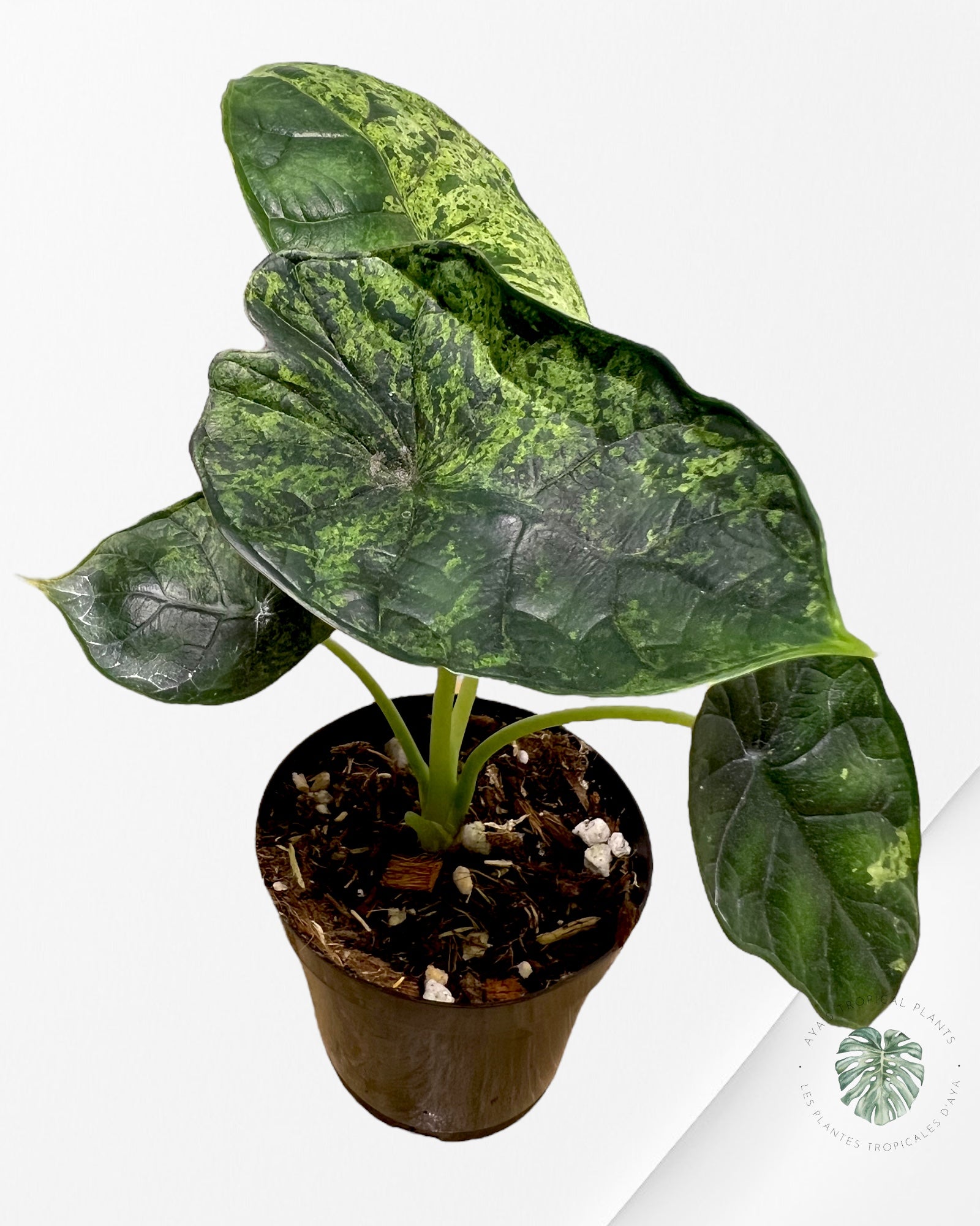 Alocasia baginda 'Dragon Scale' Menthe panachée-60