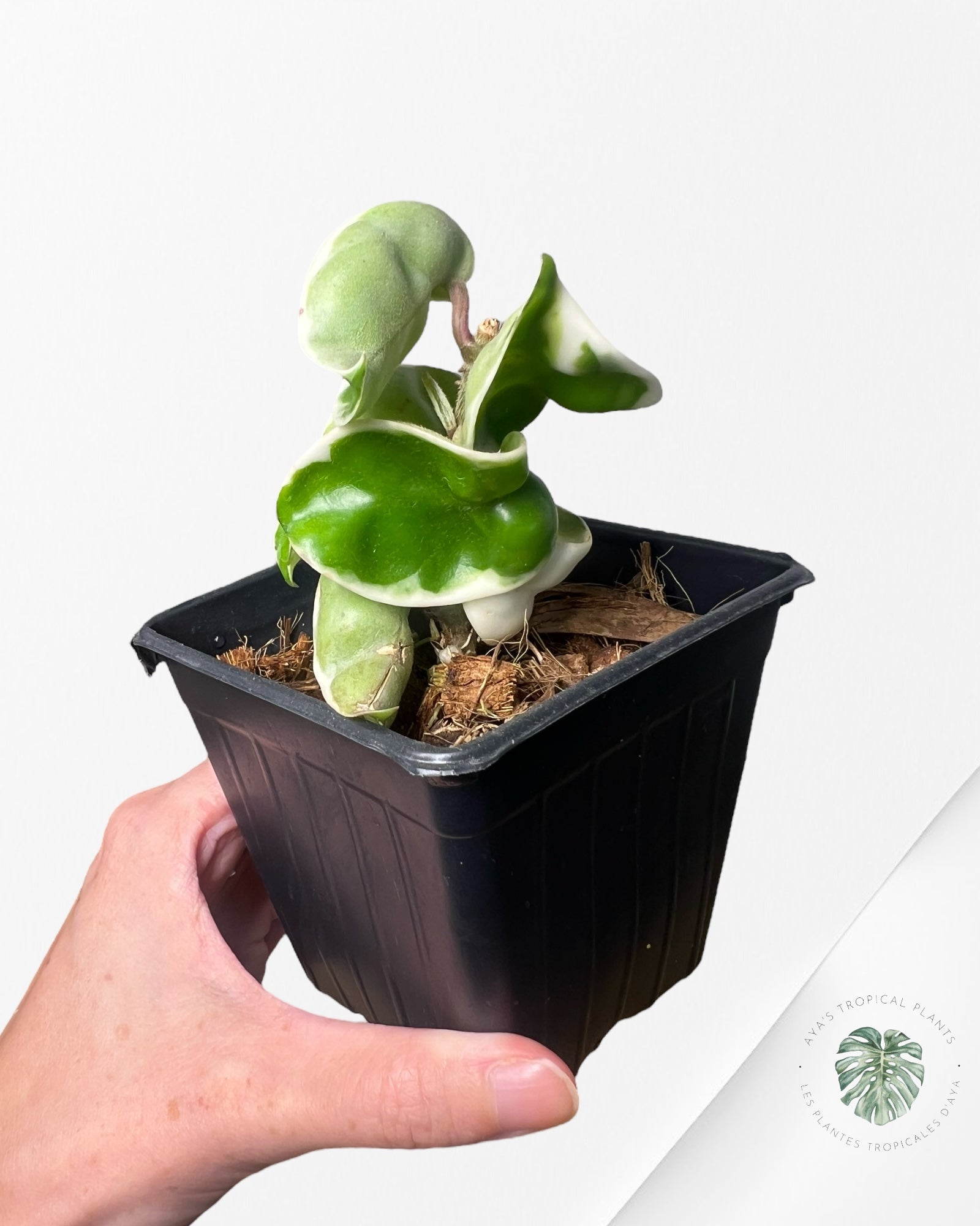 Hoya Carnosa Compacta (Outer variegation) - F