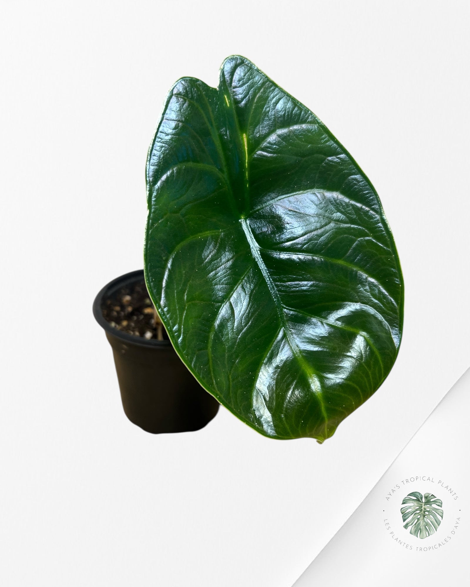 Alocasia Licorne Verte - M5