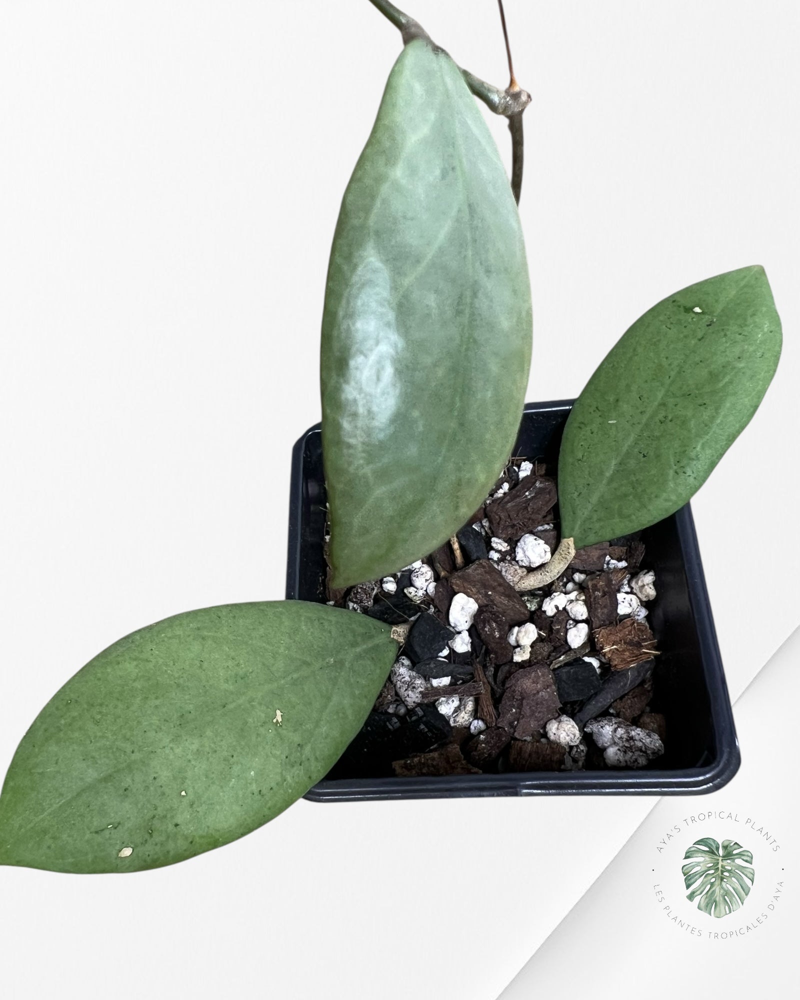 Hoya erythrostemma (Silver) - ST8