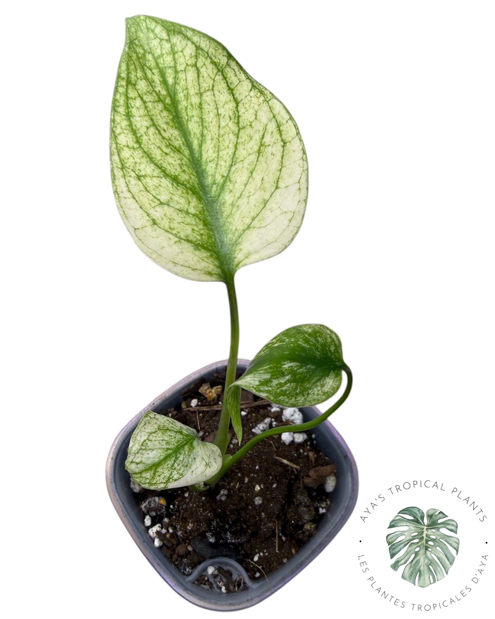 Monstera White Monster