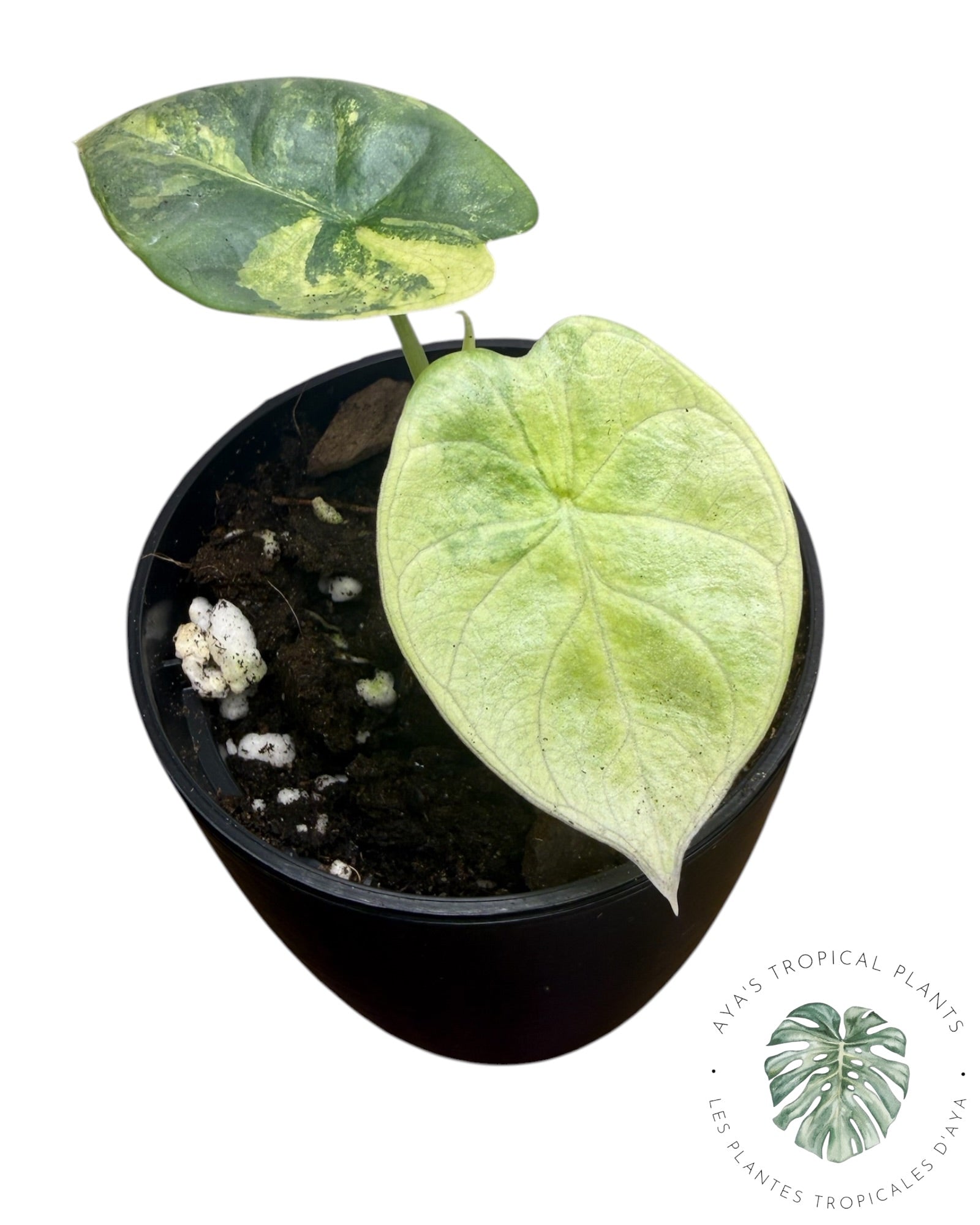 Alocasia Silver Dragon Aurea Variegated