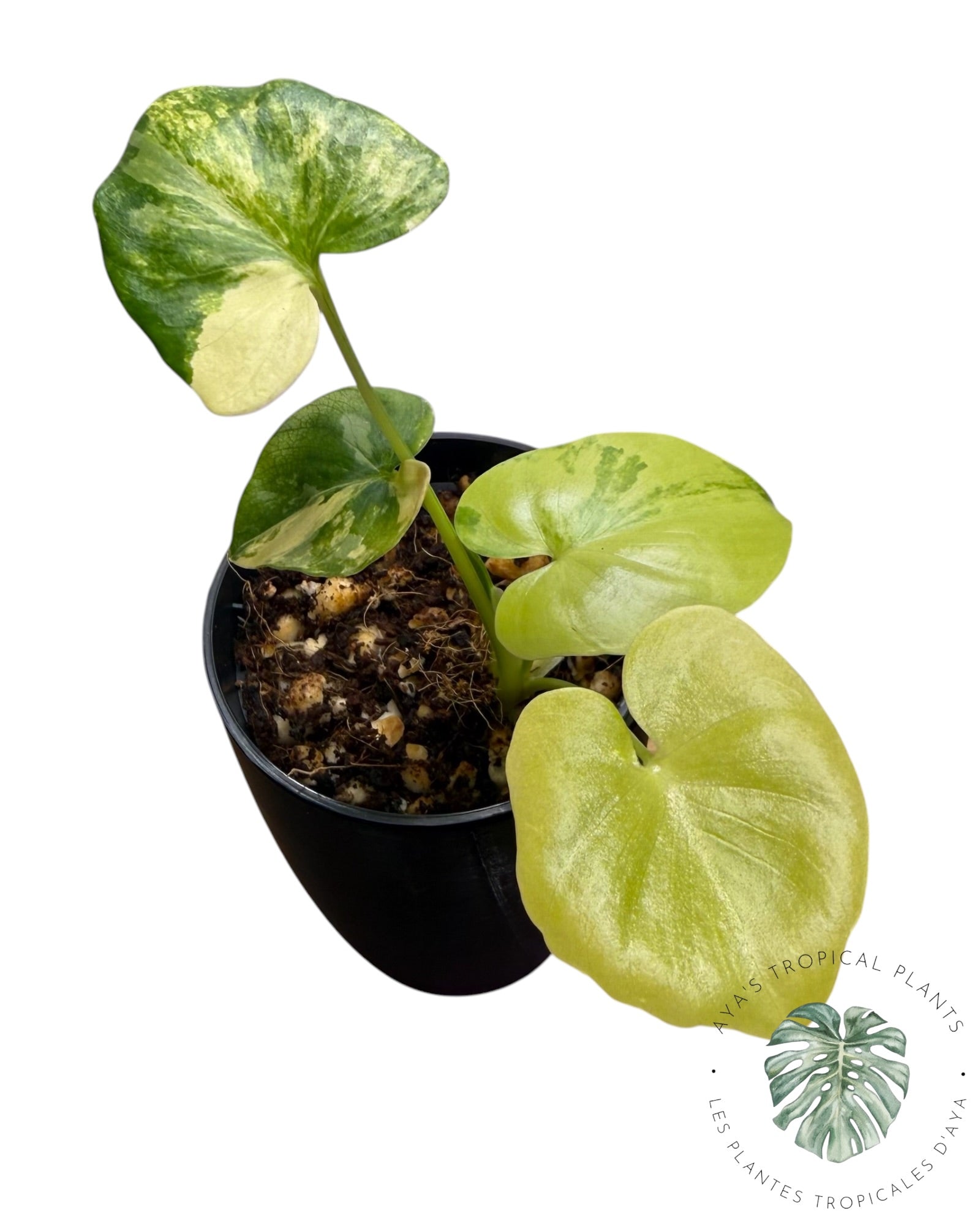 Philodendron Bipinnatifidum Variegated