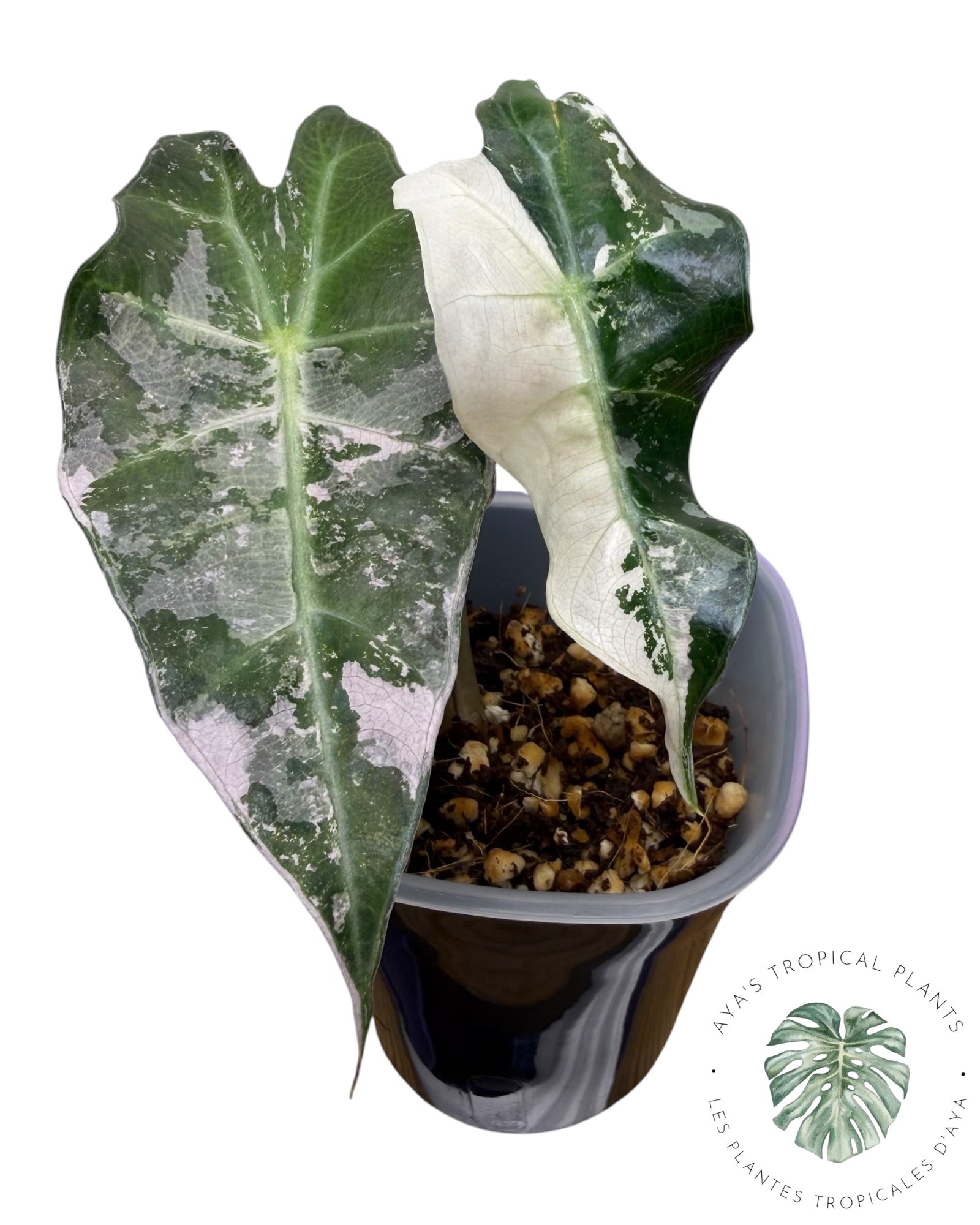 Alocasia Polly Flocon de Neige Rose