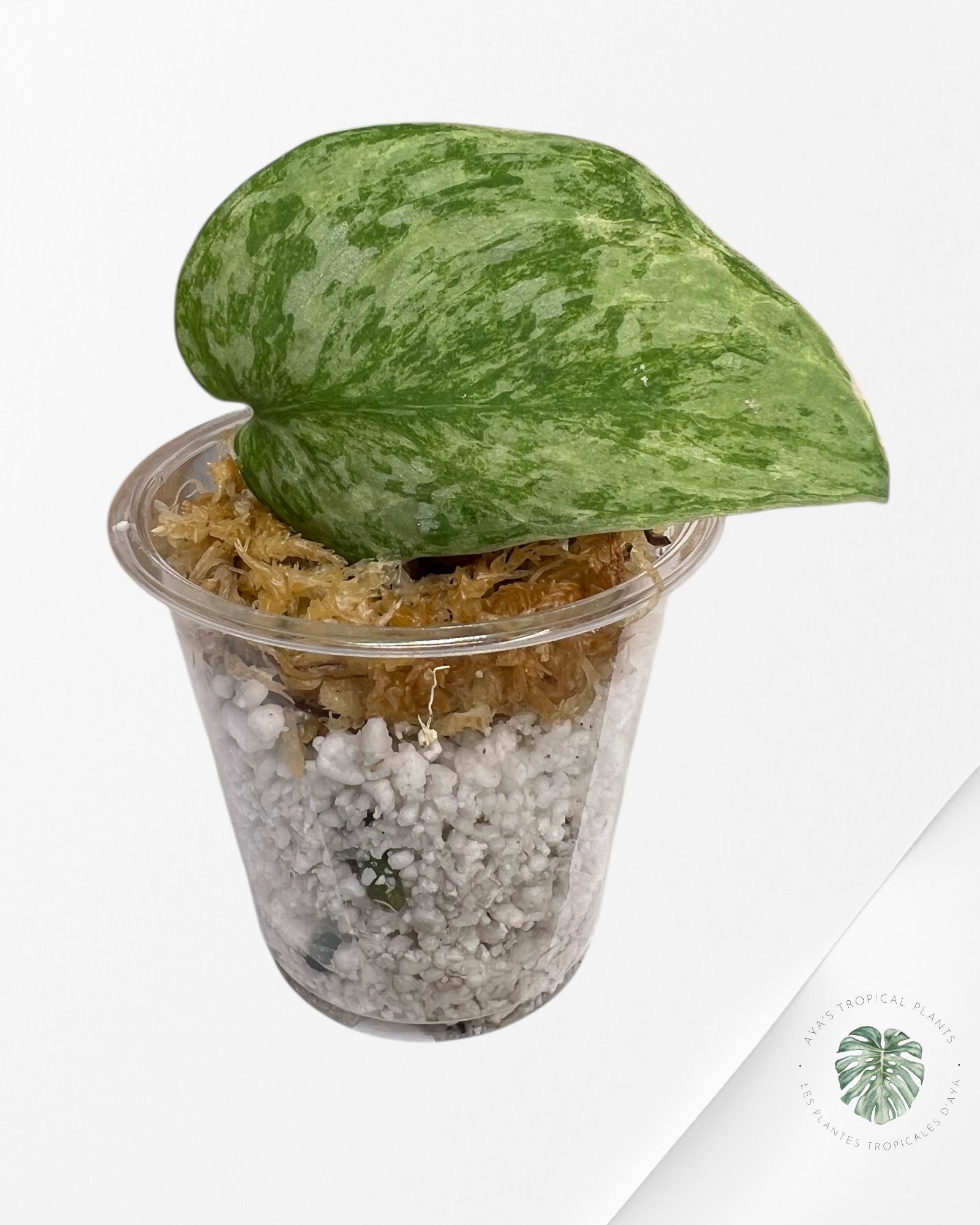 Scindapsus Lichemint - SA01