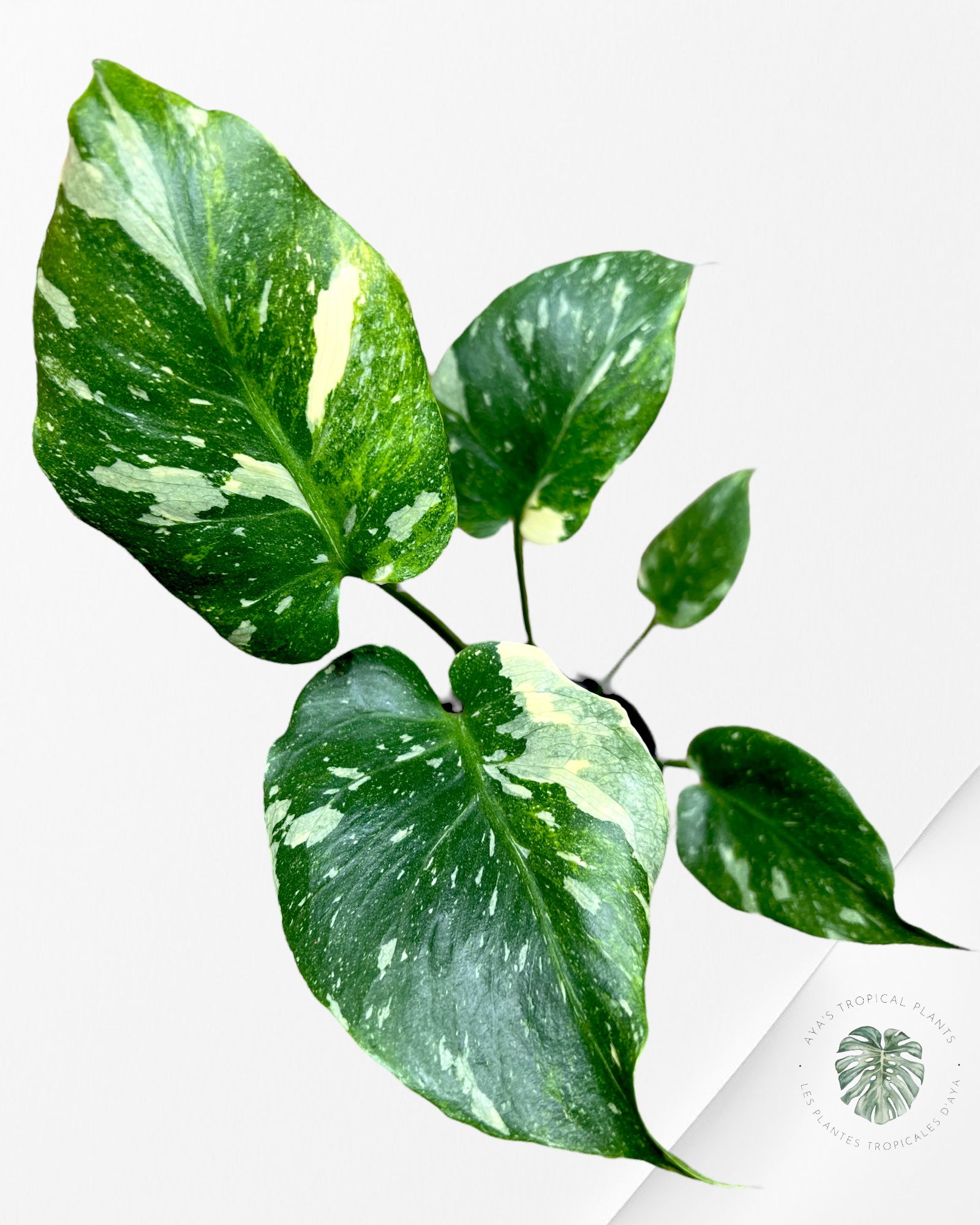 Monstera Miracle Tricolore-MMT3