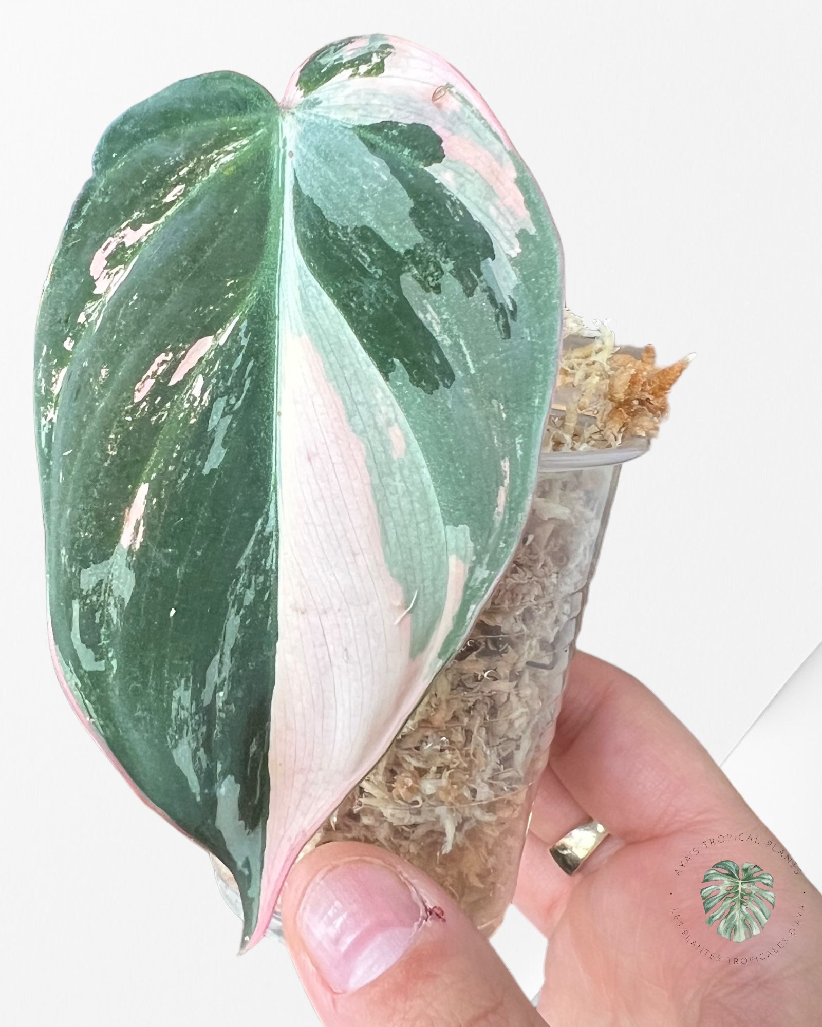 Philodendron Pink Micans PPM03