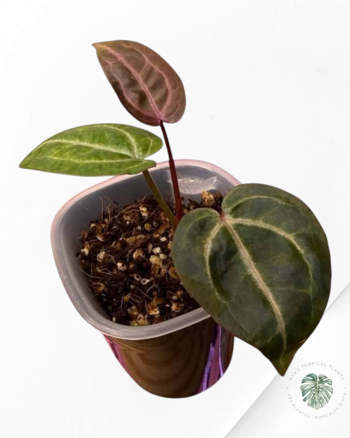 Anthurium Papi × King of Spades