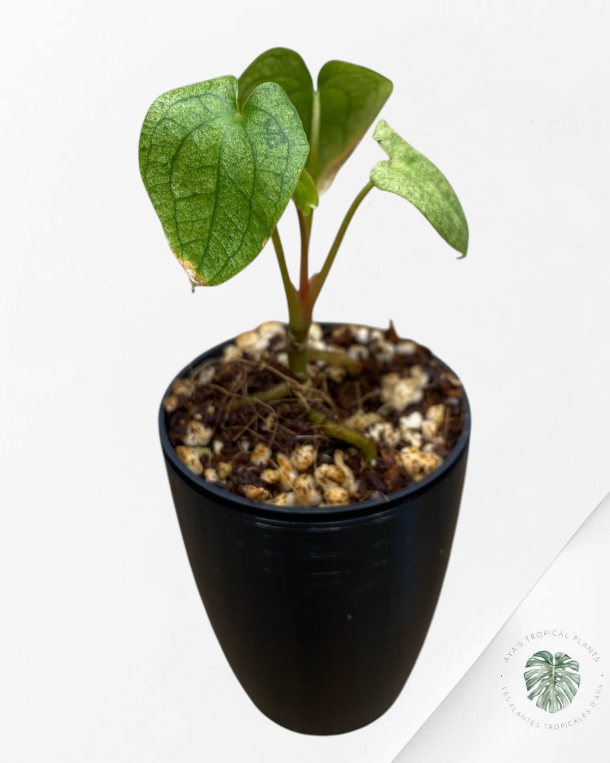 Anthurium Dark Phoenix Variegated