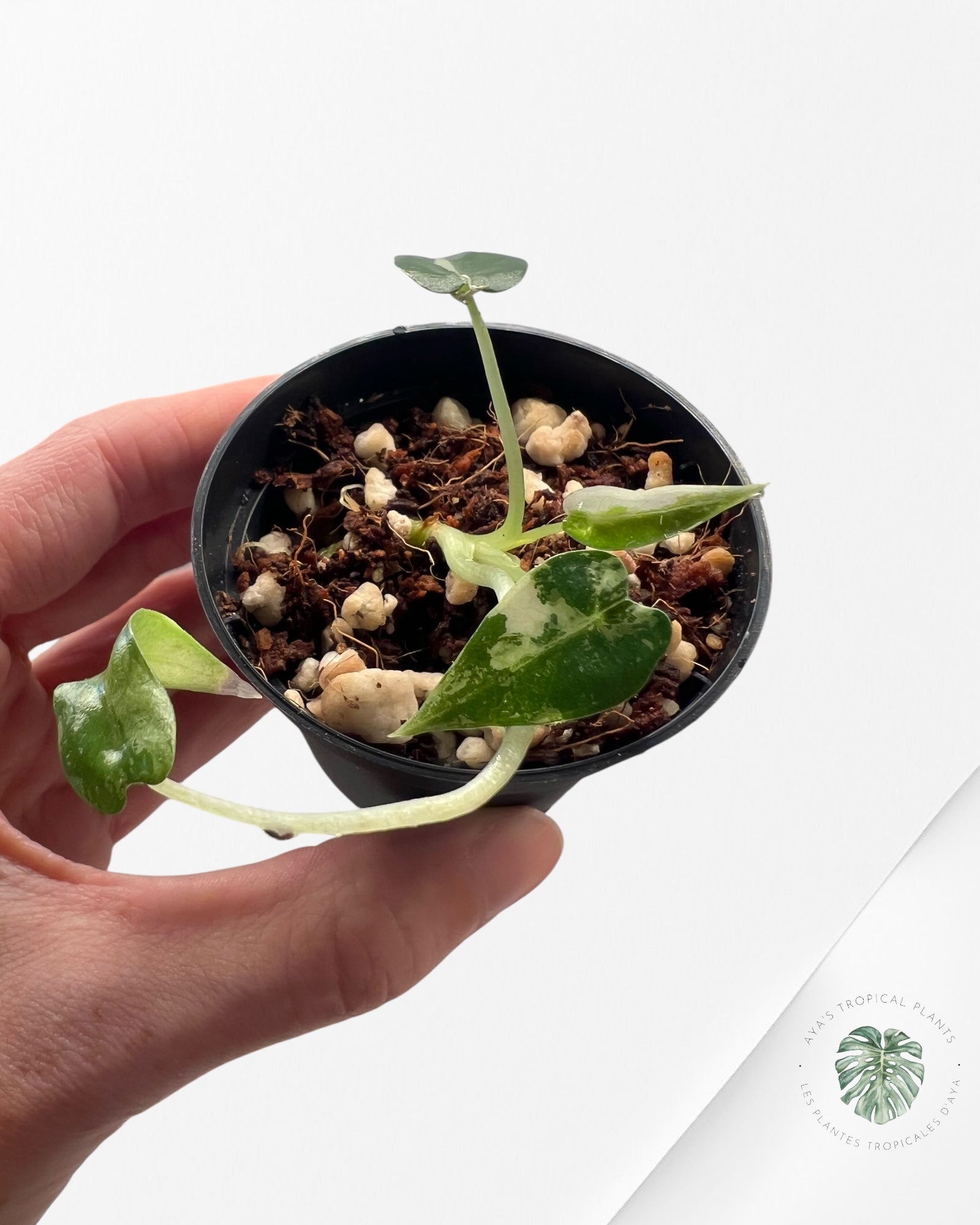 Alocasia Bambino Variegated - 60