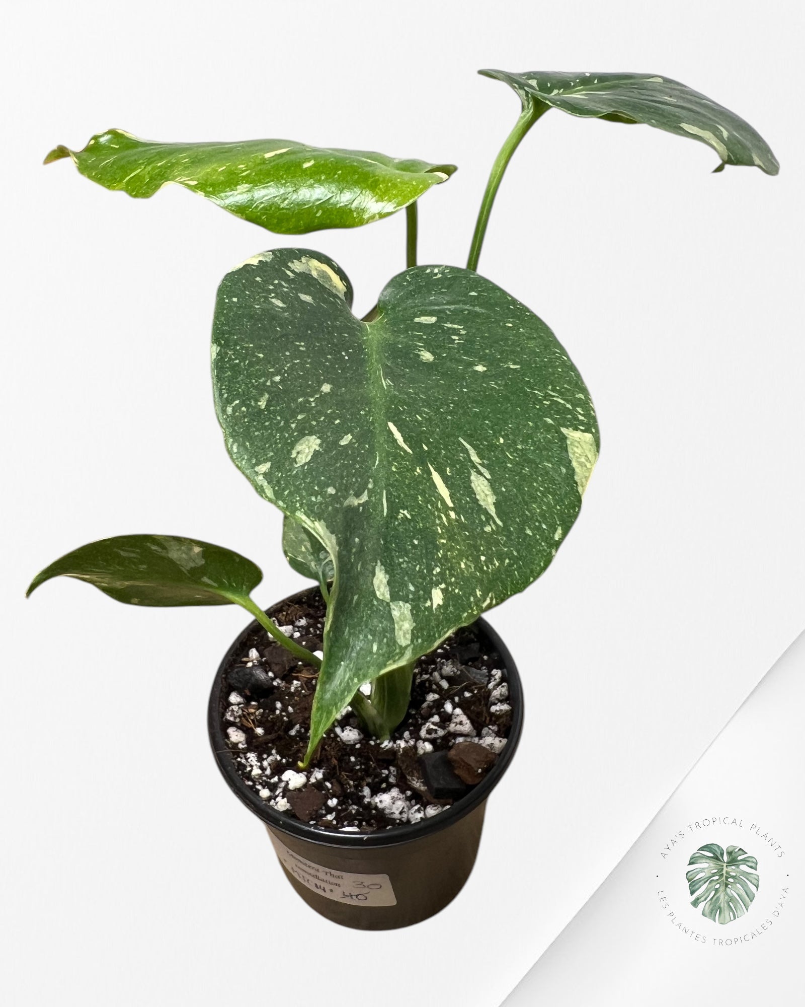 Monstera Thai Constellation-MTC14