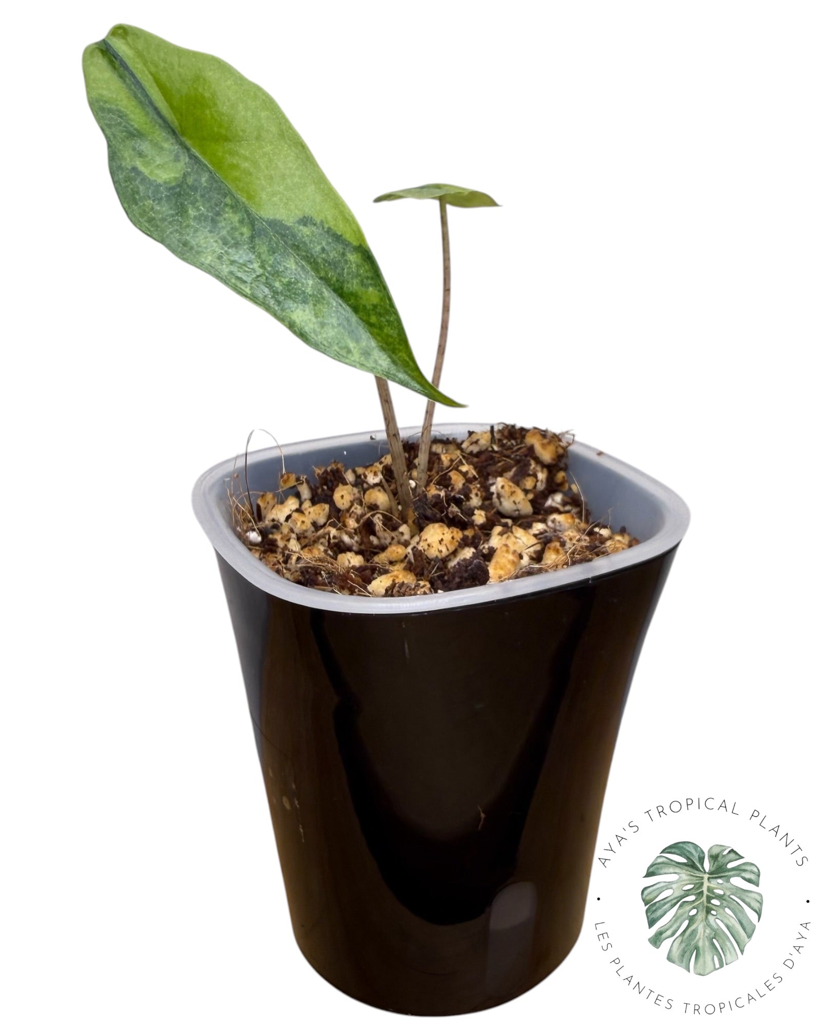 Alocasia Heterophylla Metallic  Blue Aurea Variegated