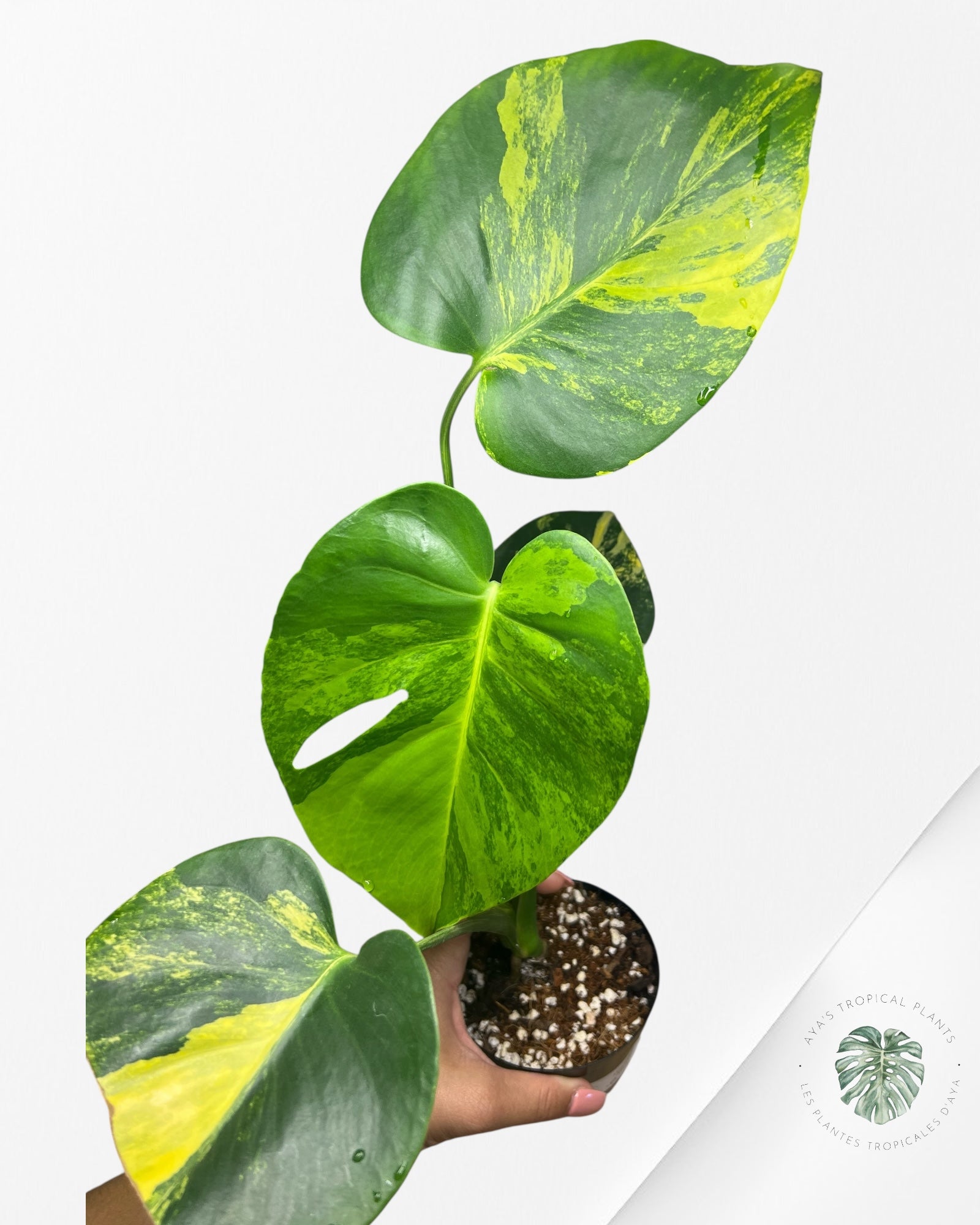 Monstera Deliciosa Yellow 'Marilyn' variegated - 8
