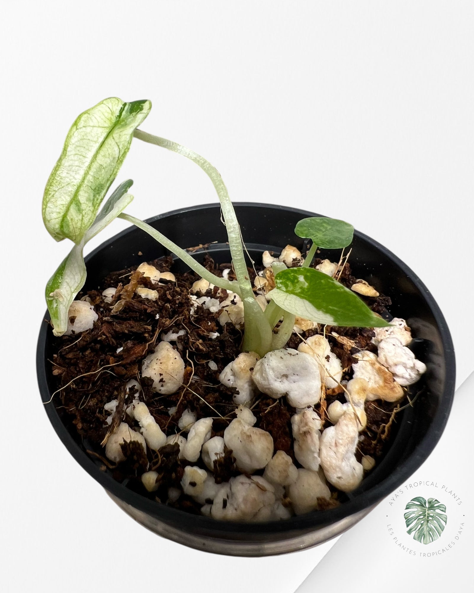 Alocasia Bambino Variegated - 51