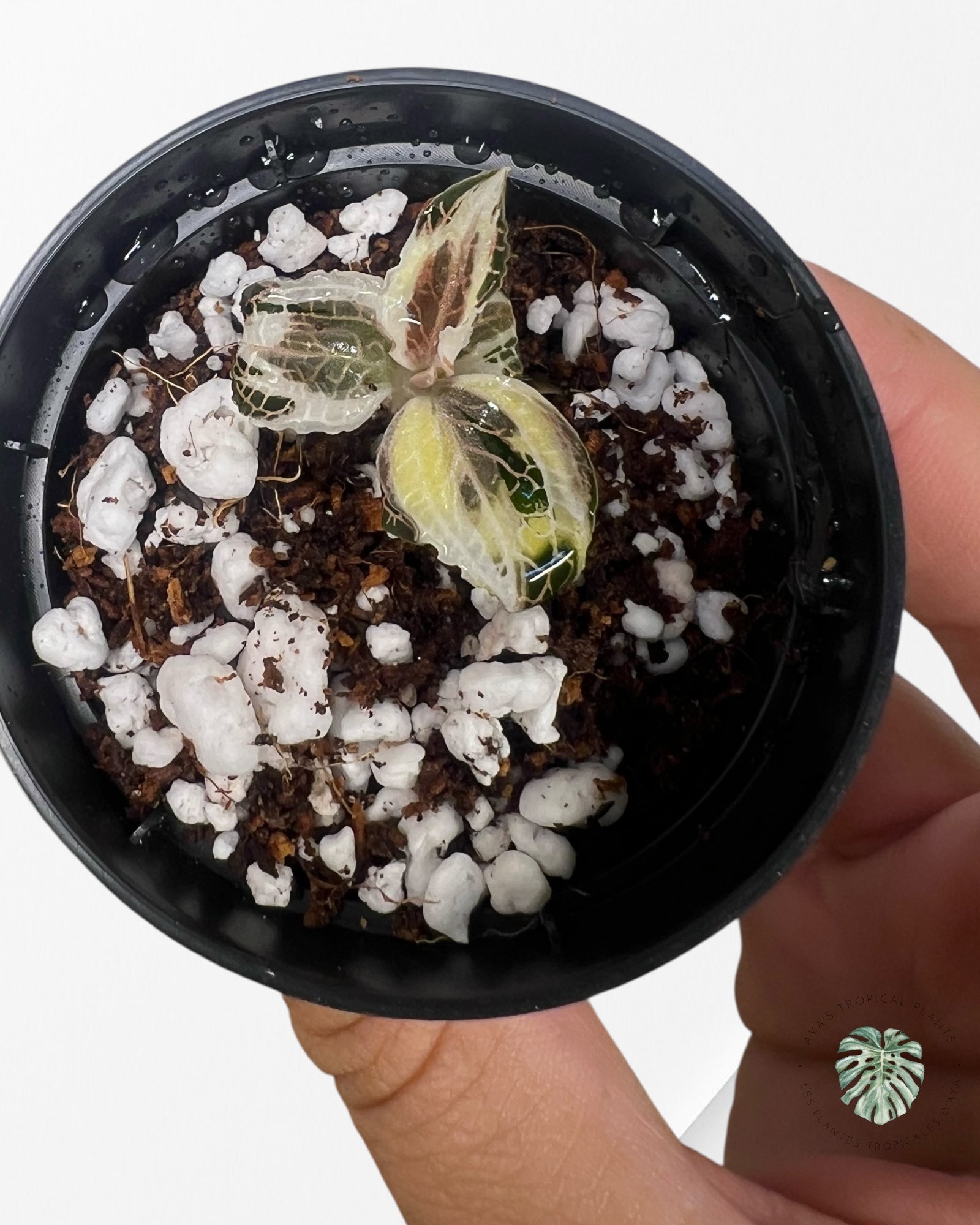 Anoectochilus Roxburghii Variegated - 24