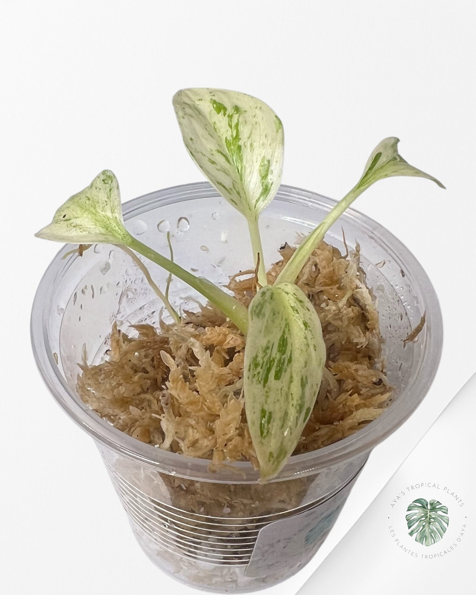 Homalomena rubescens "Mint" variegated  - TC10