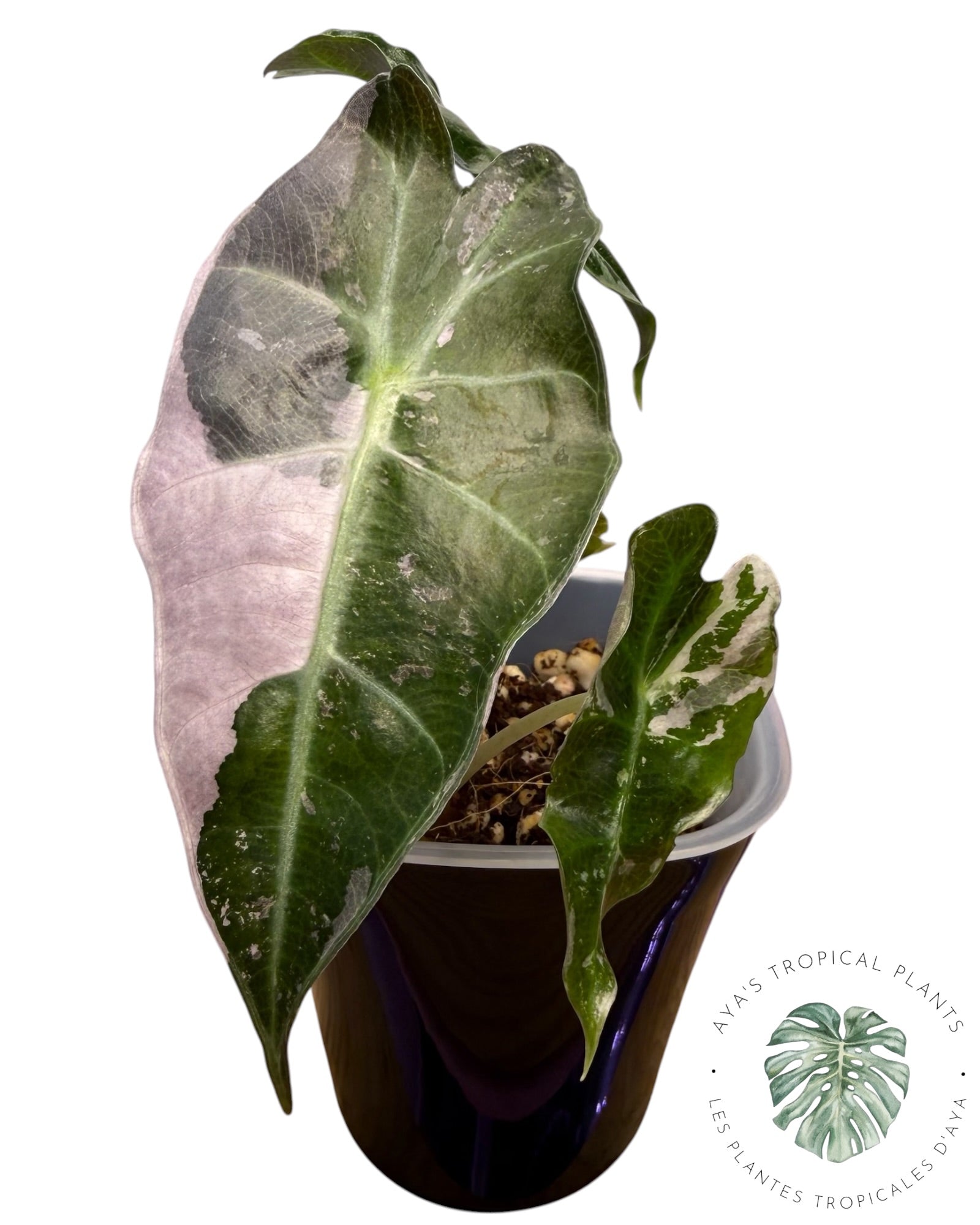 Alocasia Polly Pink Snowflake