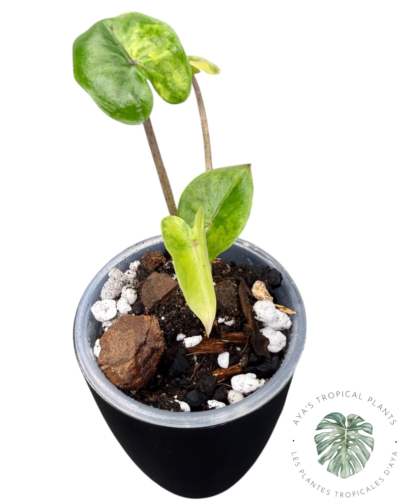 Alocasia Yucatan Aurea Variegated