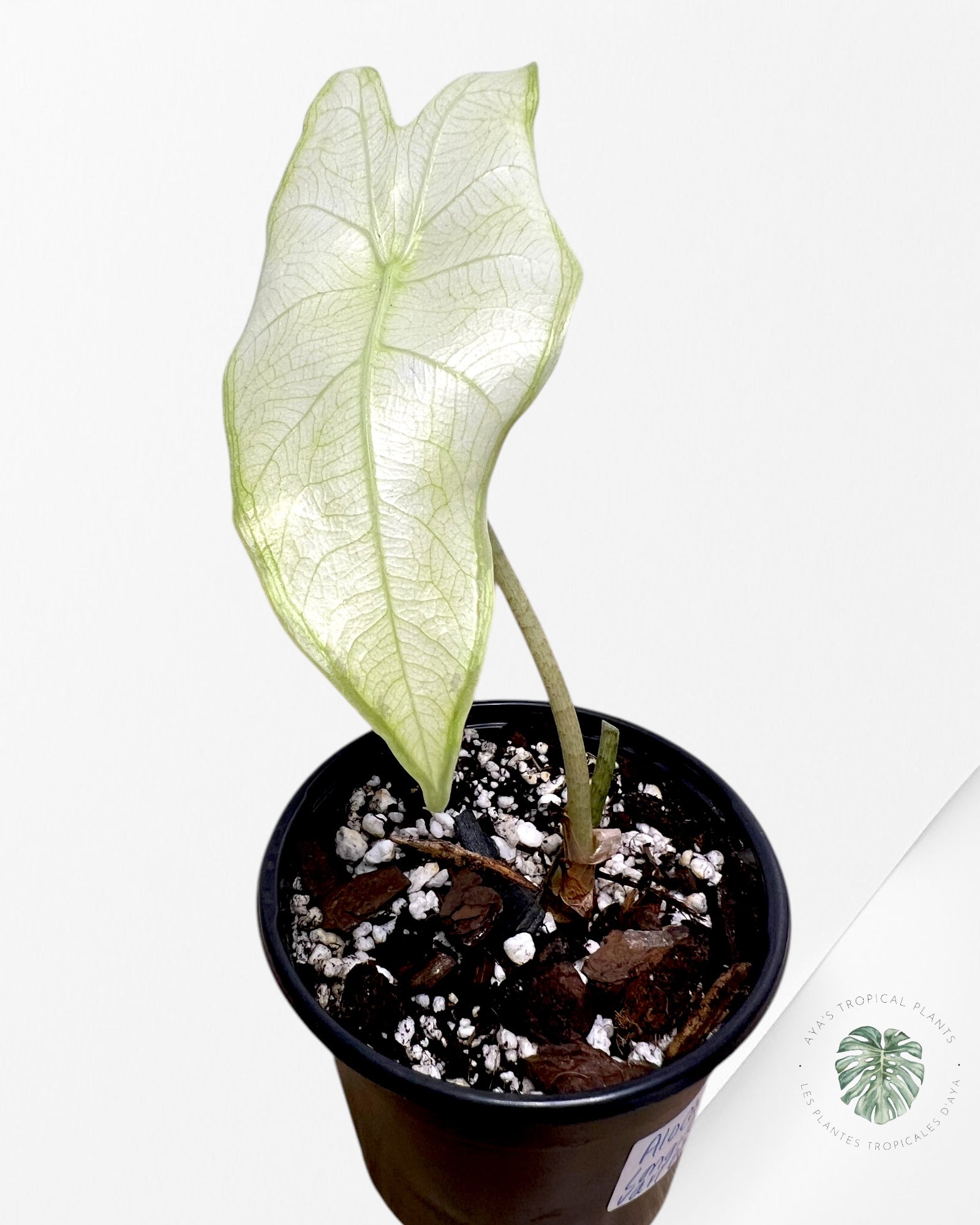 Alocasia Longiloba Panaché-F