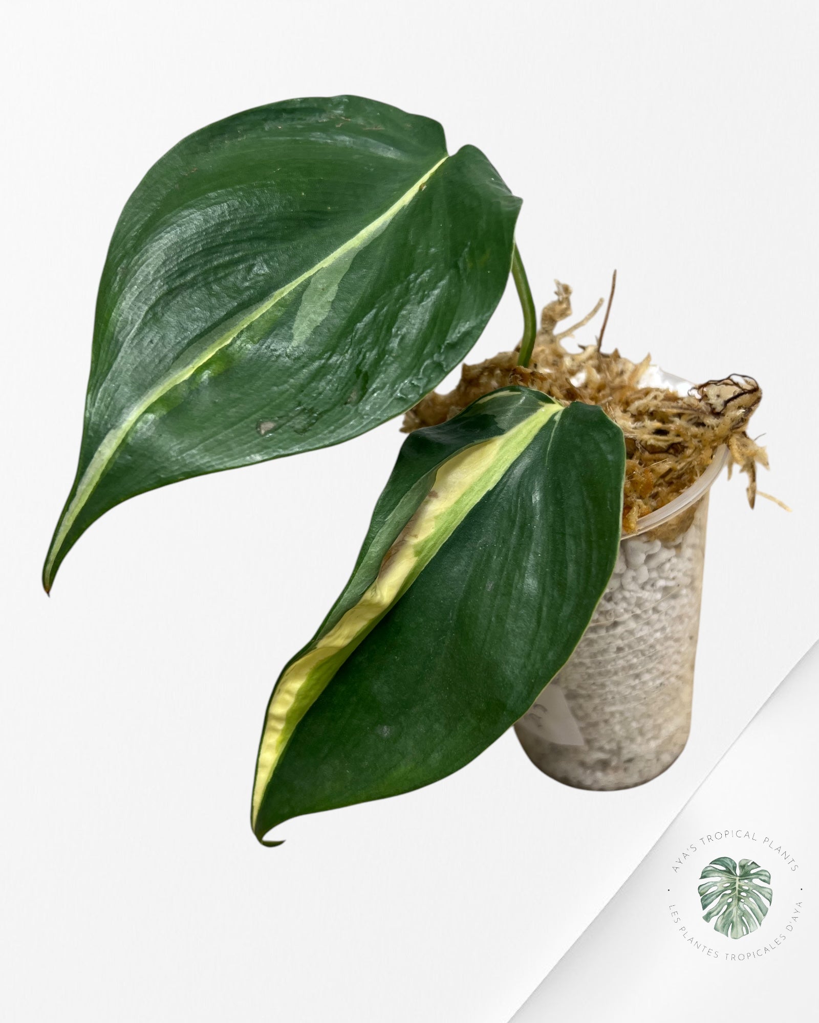 Philodendron Cream Splash - D