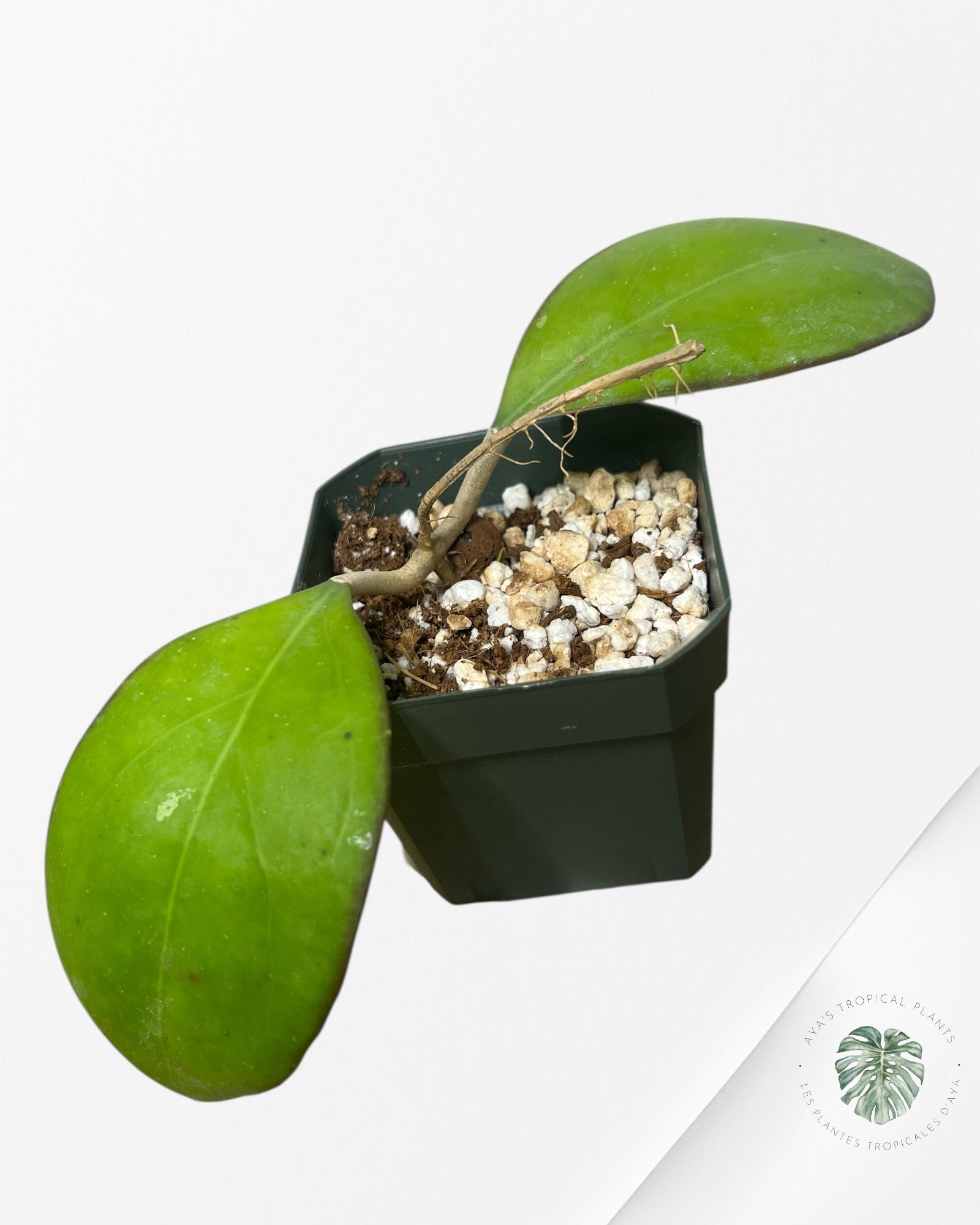 Hoya Noelle - F1