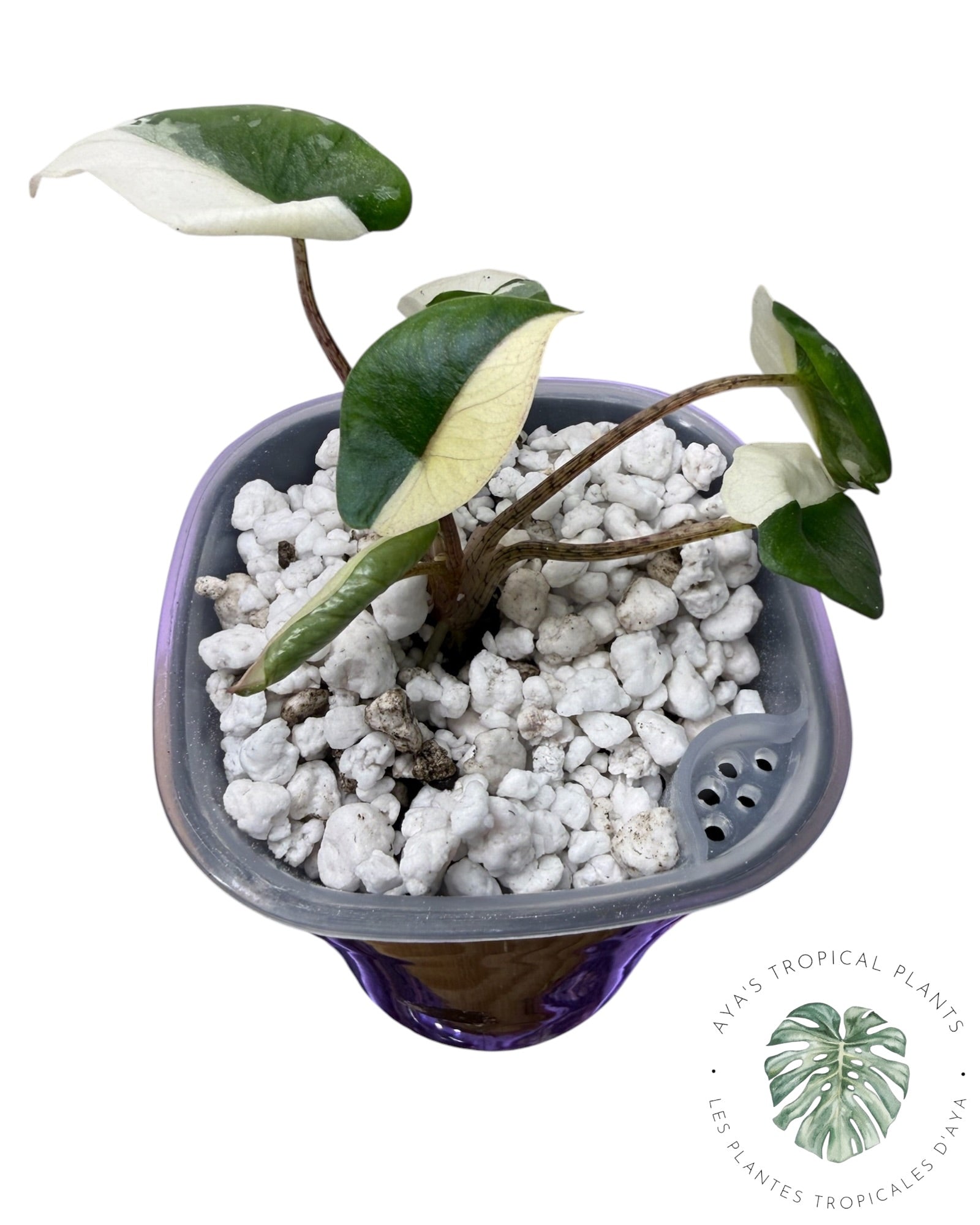 Alocasia Heterophylla Metallic Blue Albo