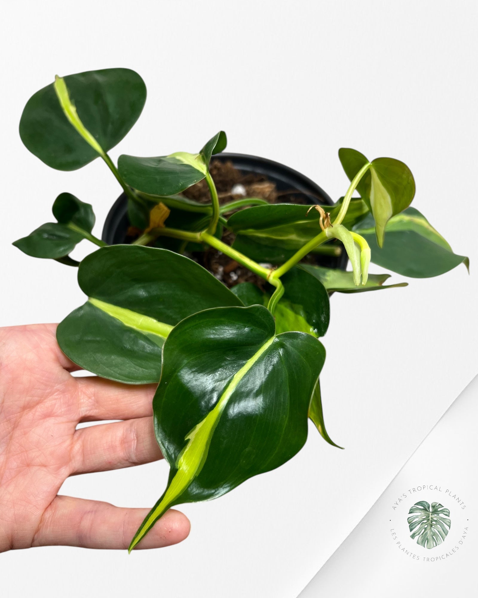 Philodendron Cream Splash - A