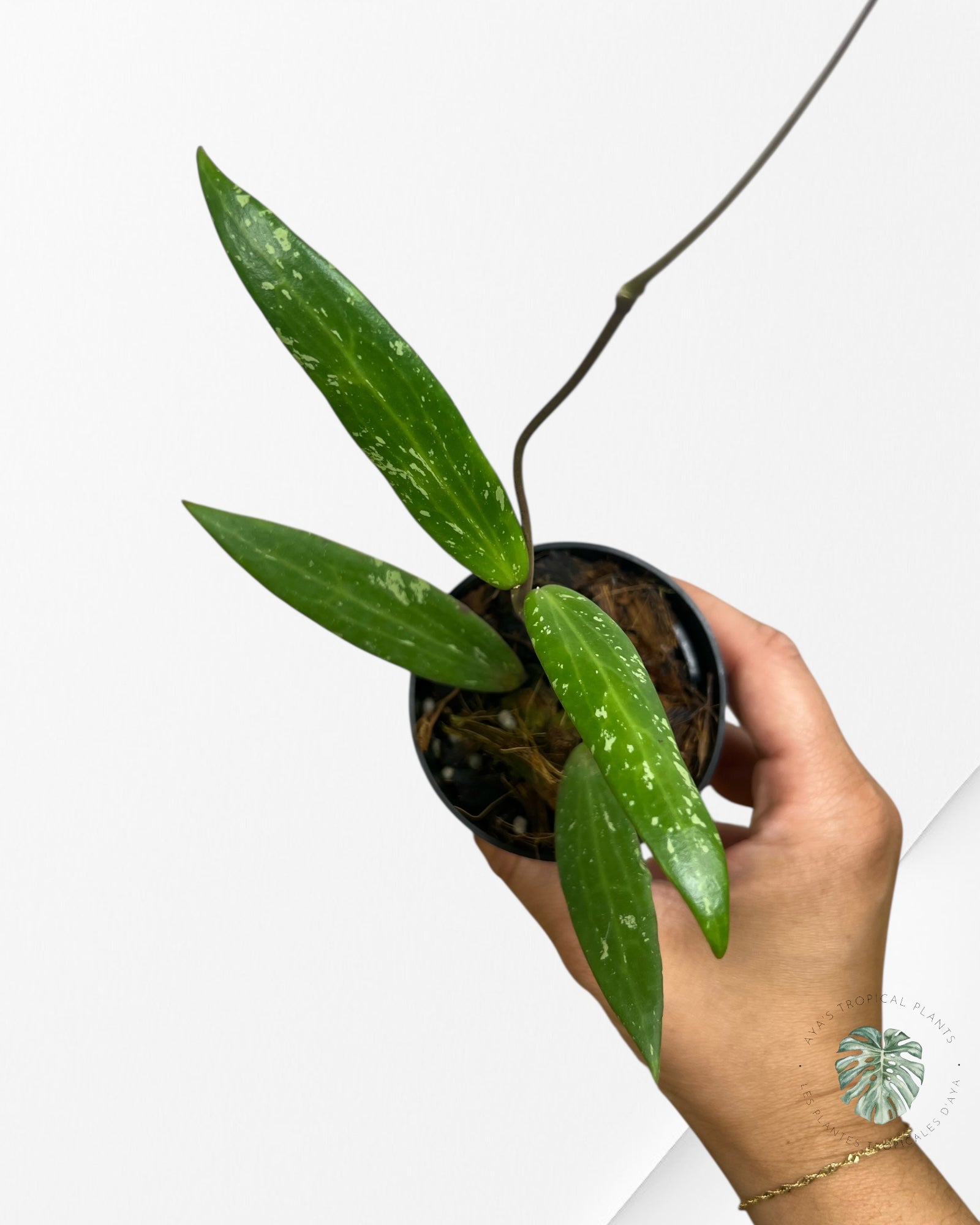 HOYA SP. SR 2007-13 (FROM LOEI PROVINCE)-F5