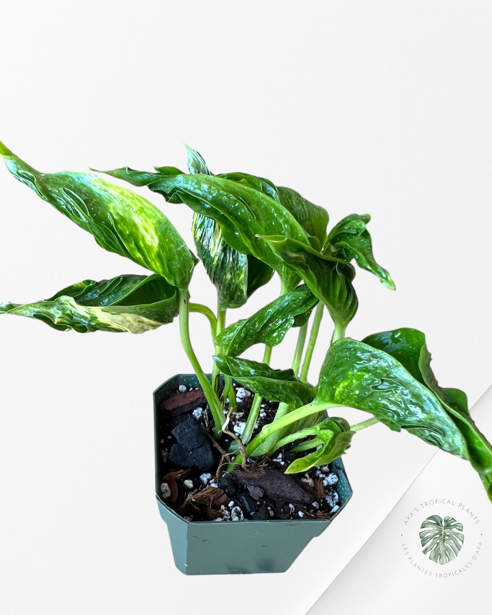 Philodendron Shangri-La - PSL2