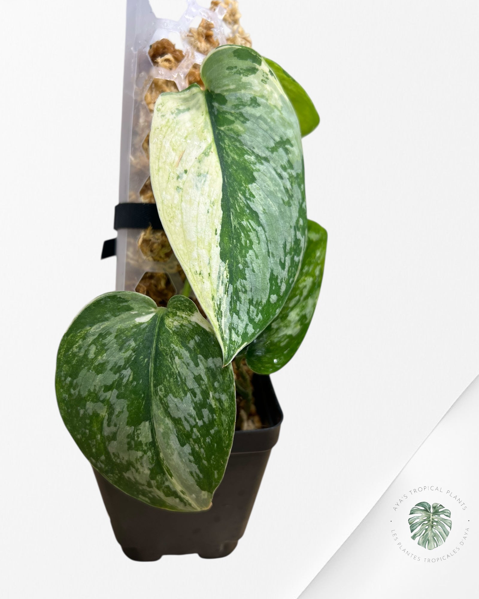 Scindapsus Prabu - EXP08