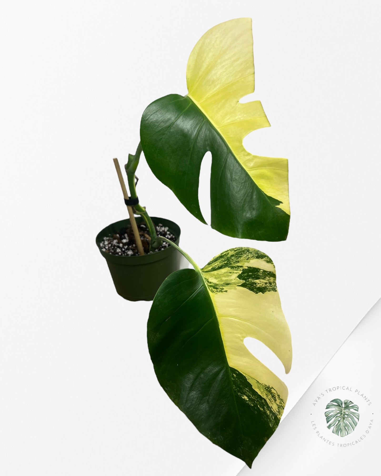 Monstera Aurea - CT1