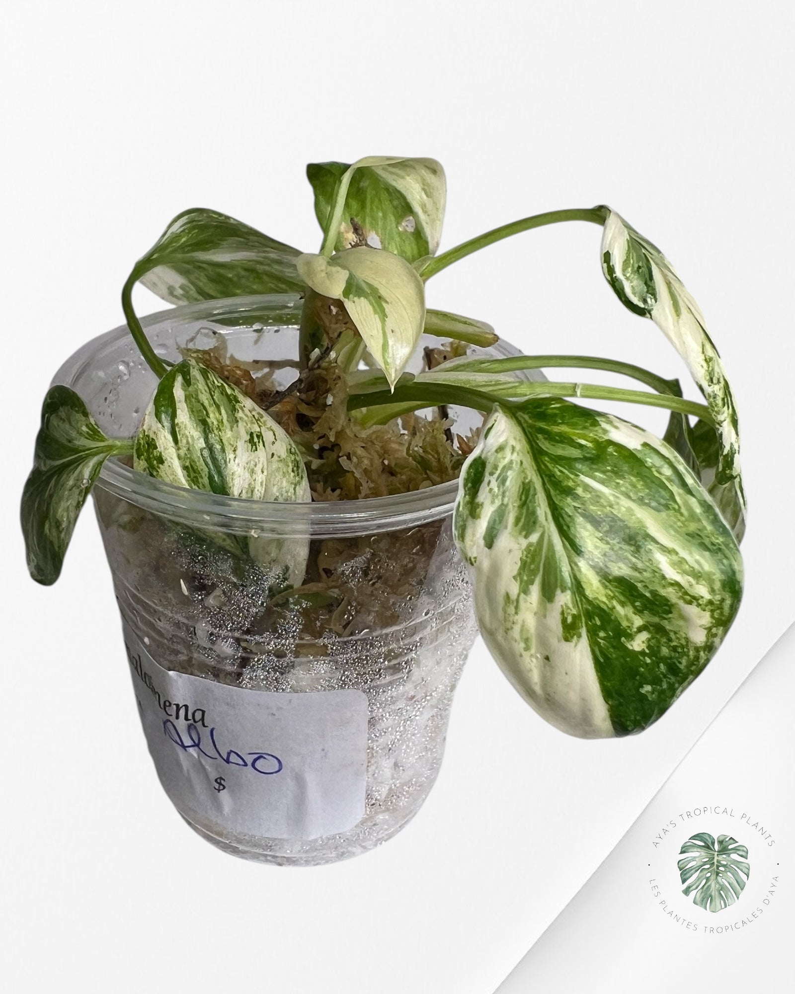 Homalomena rubescens "Albo" variegated  - TC10