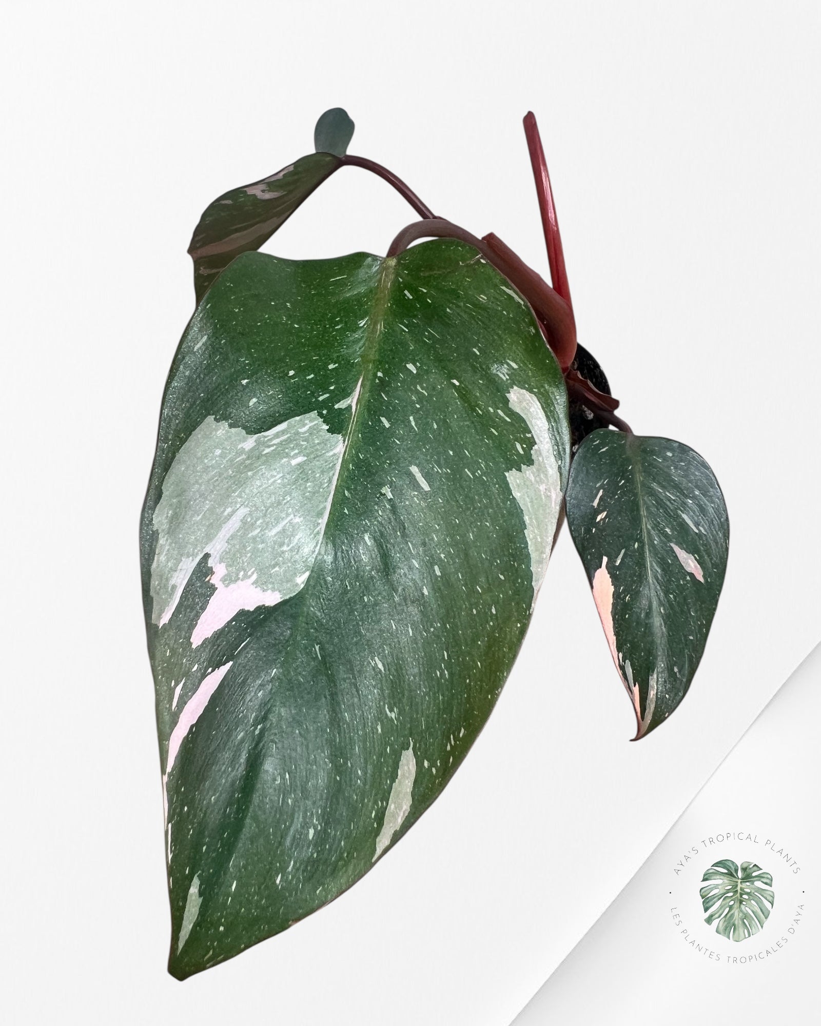 Philodendron 'Pink Princess' Marble King - F4