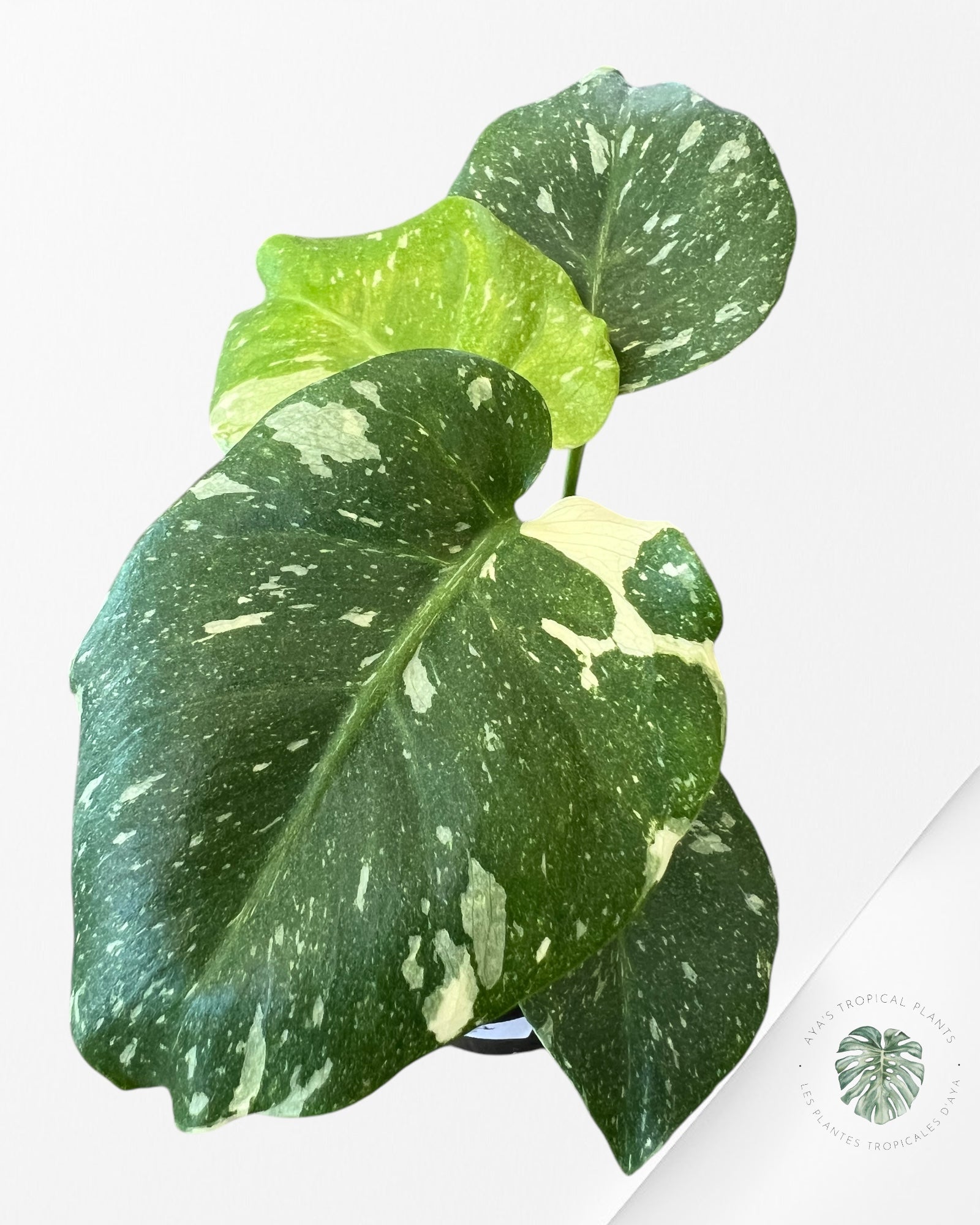 Constellation Monstera Thai-MTC2